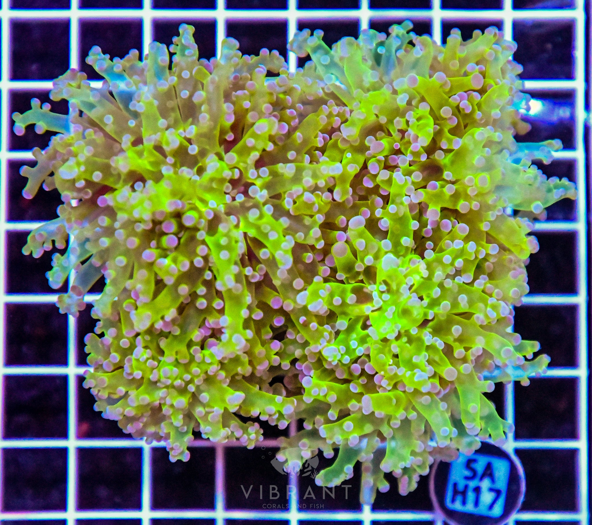 Frogspawn Branching INDO