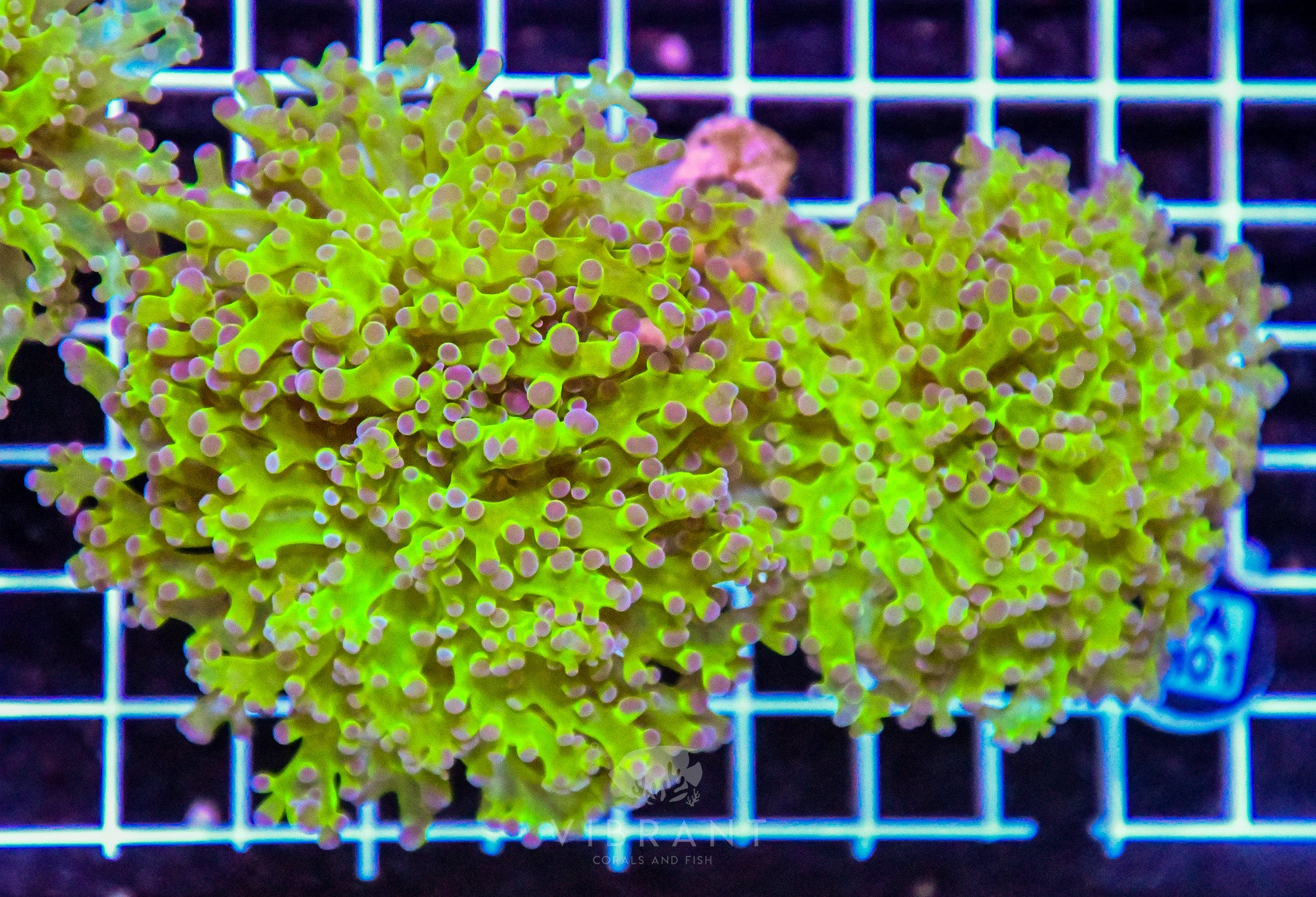 Frogspawn Branching INDO