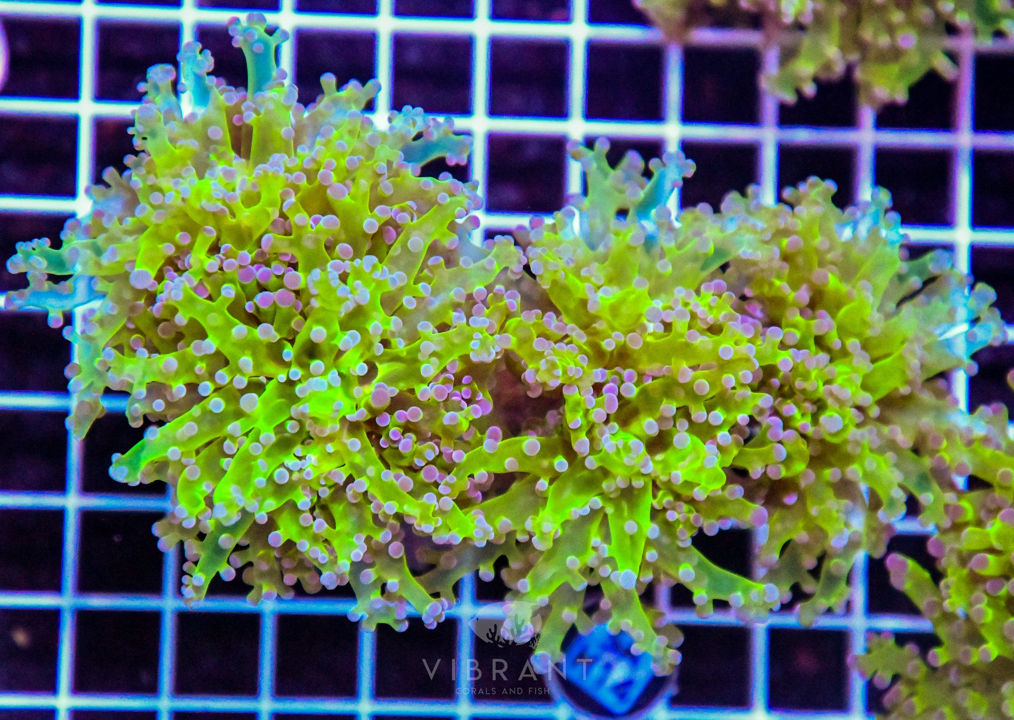Frogspawn Branching INDO
