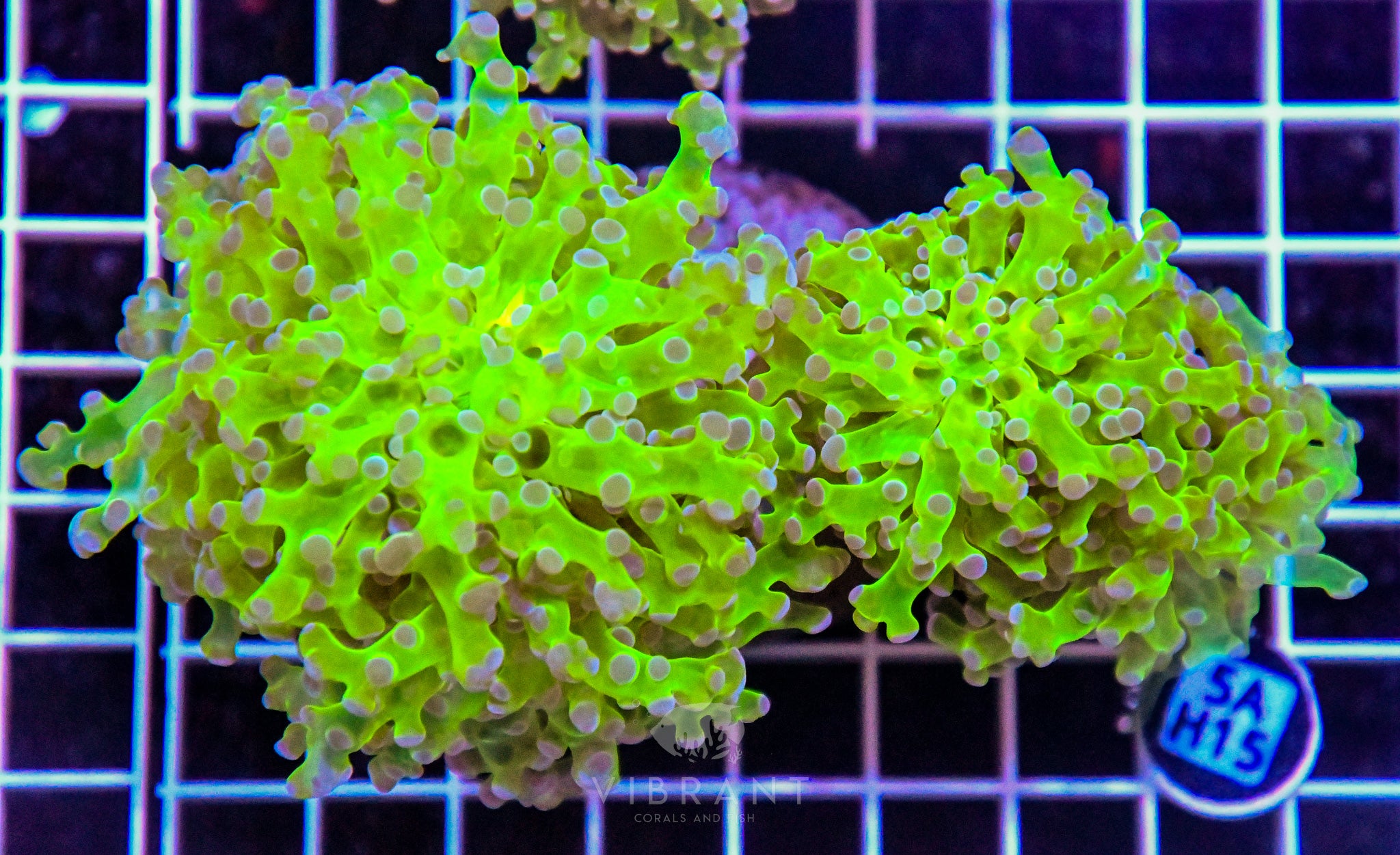 Frogspawn Branching INDO