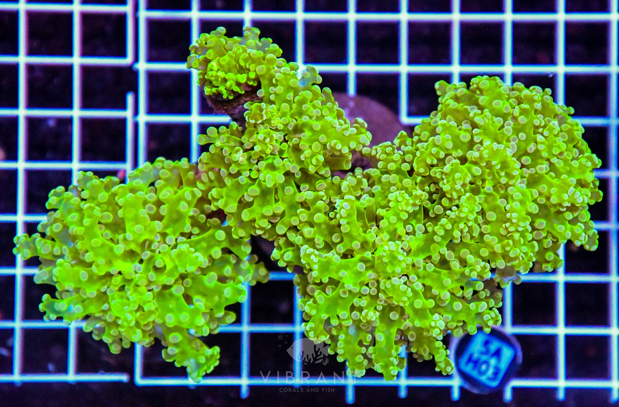 Frogspawn Branching INDO