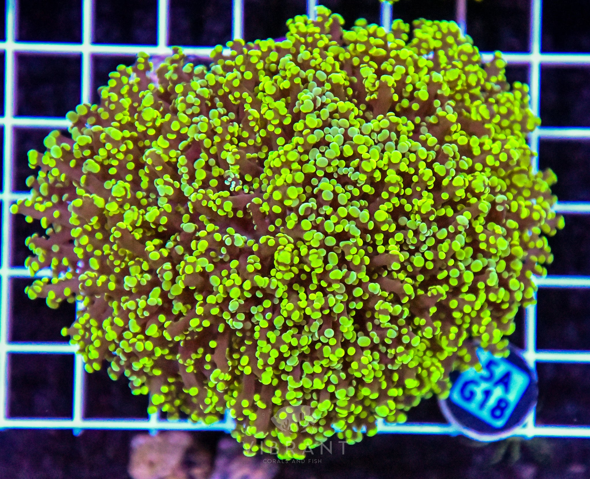 Yaeyamaensis Branching INDO