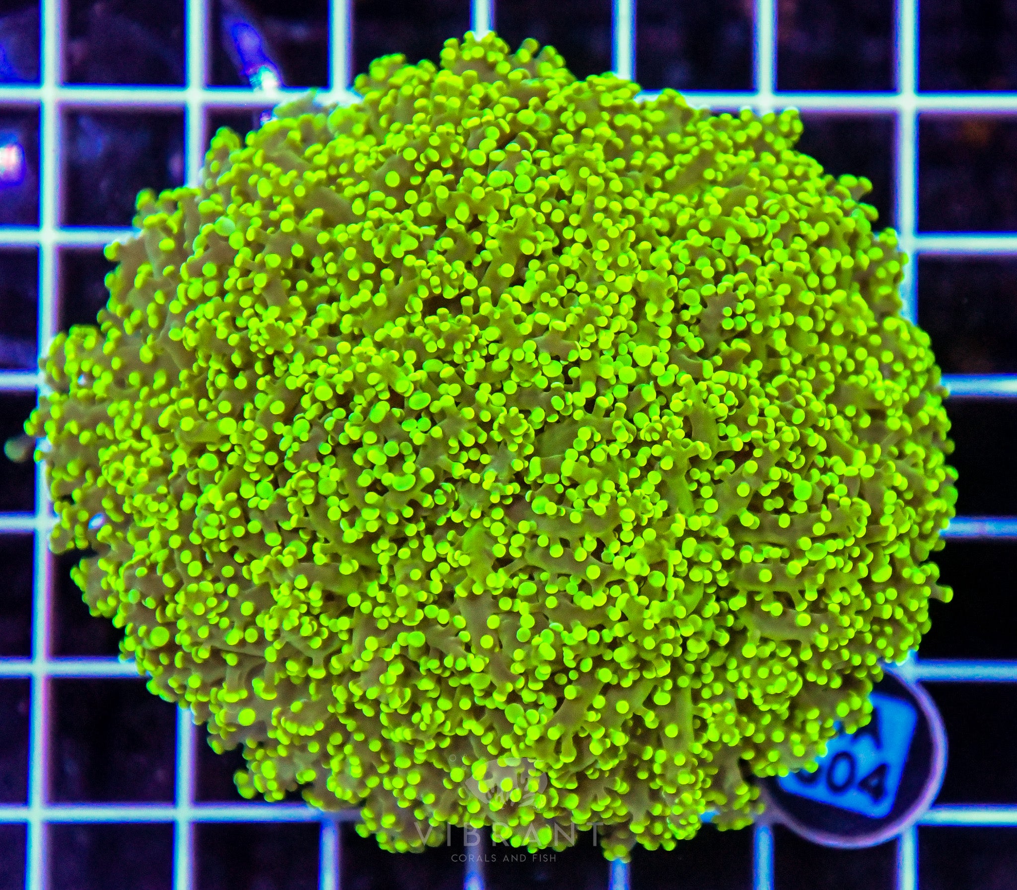 Yaeyamaensis Branching INDO