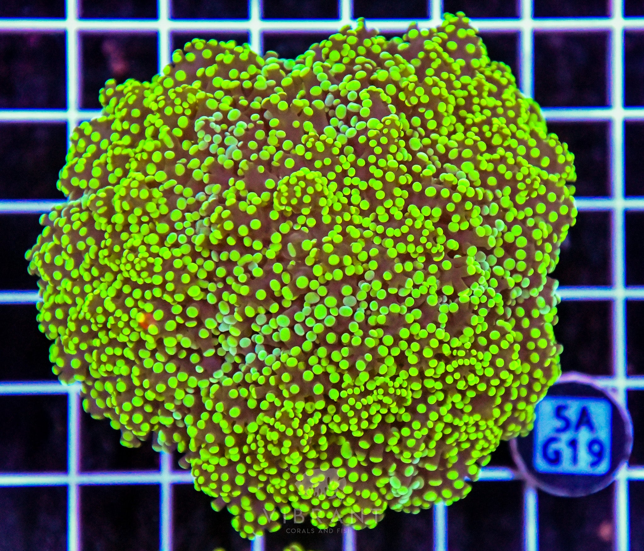 Yaeyamaensis Branching INDO