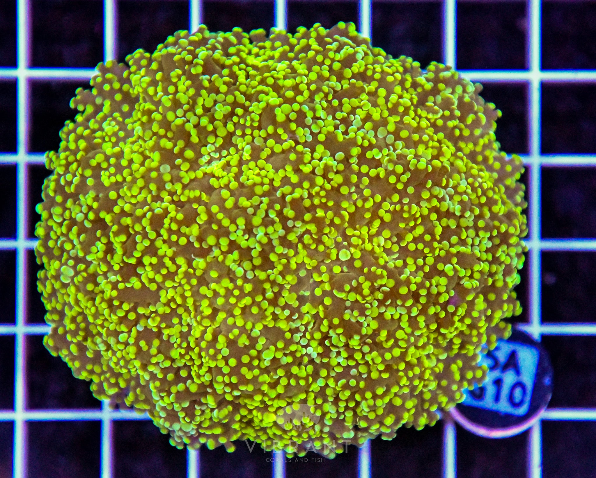 Yaeyamaensis Branching INDO