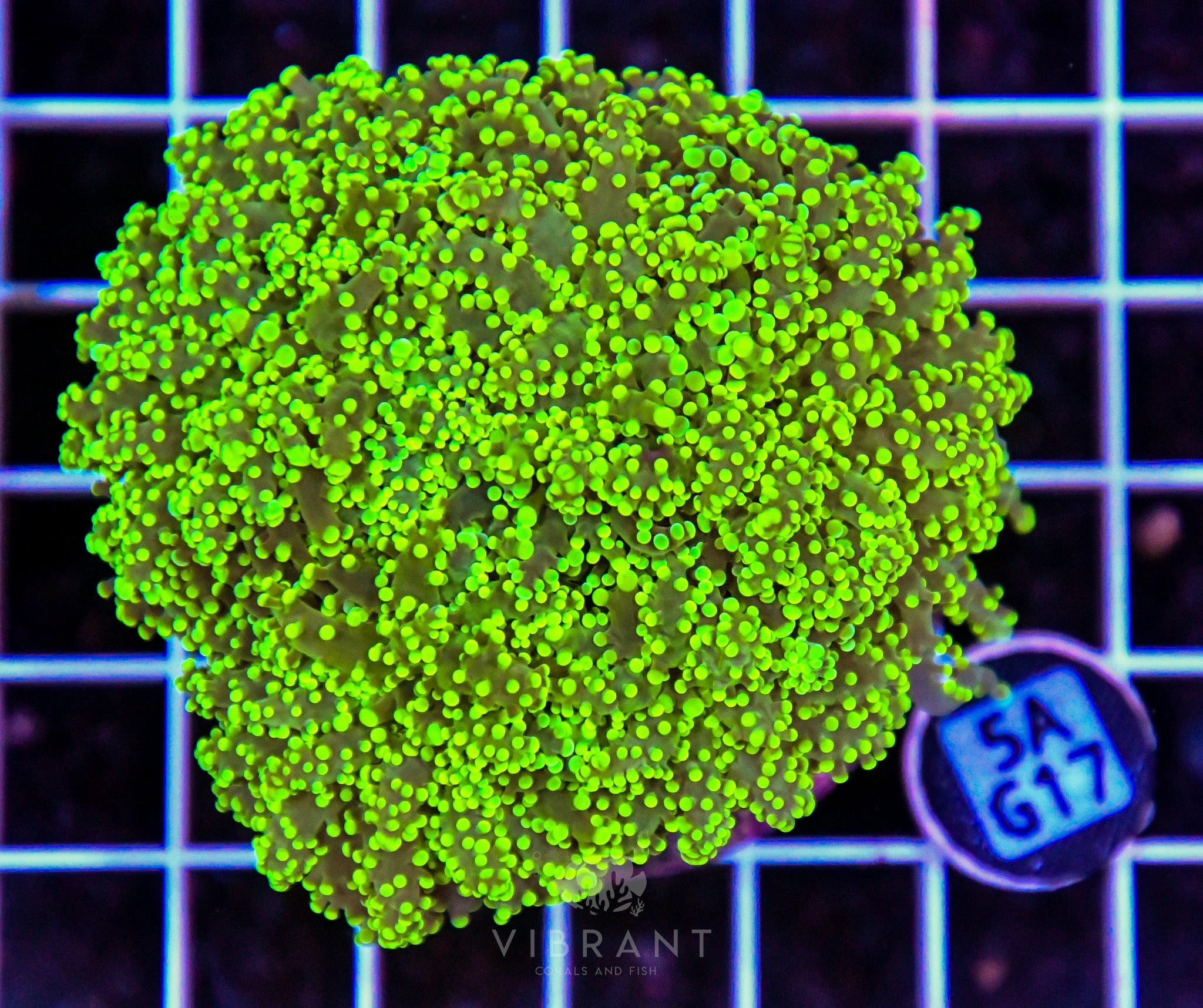 Yaeyamaensis Branching INDO