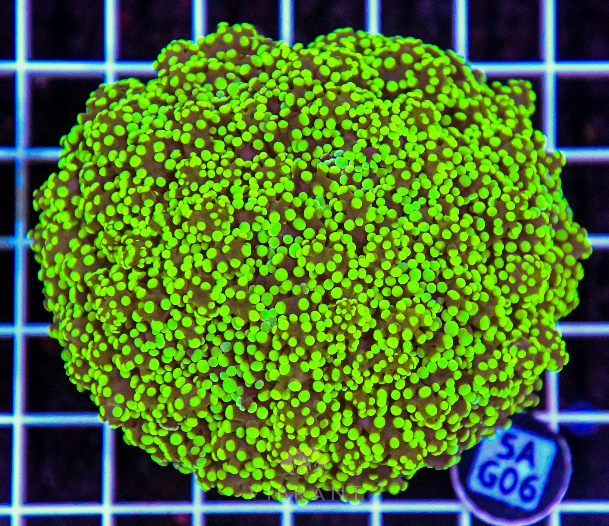 Yaeyamaensis Branching INDO