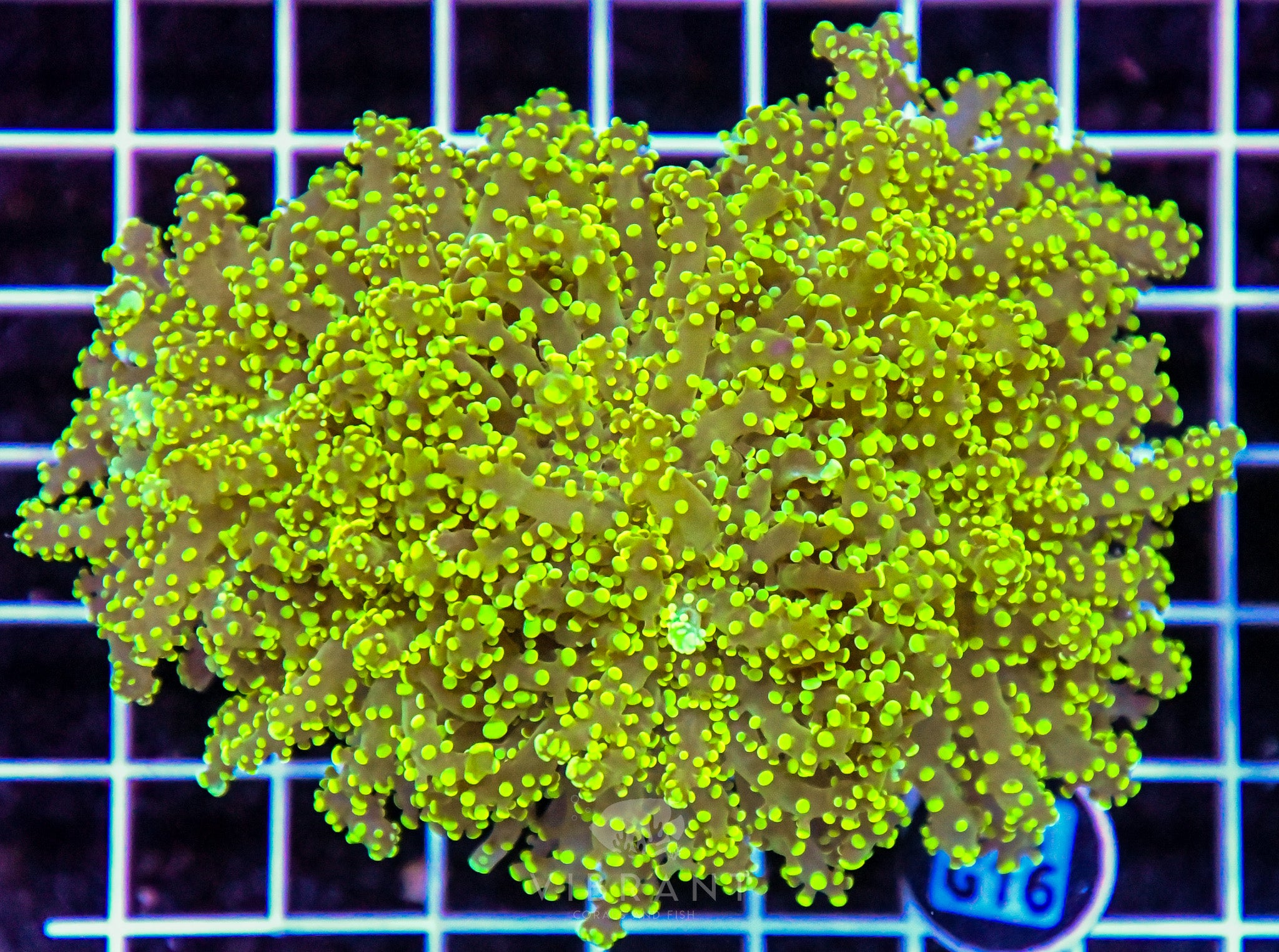 Yaeyamaensis Branching INDO