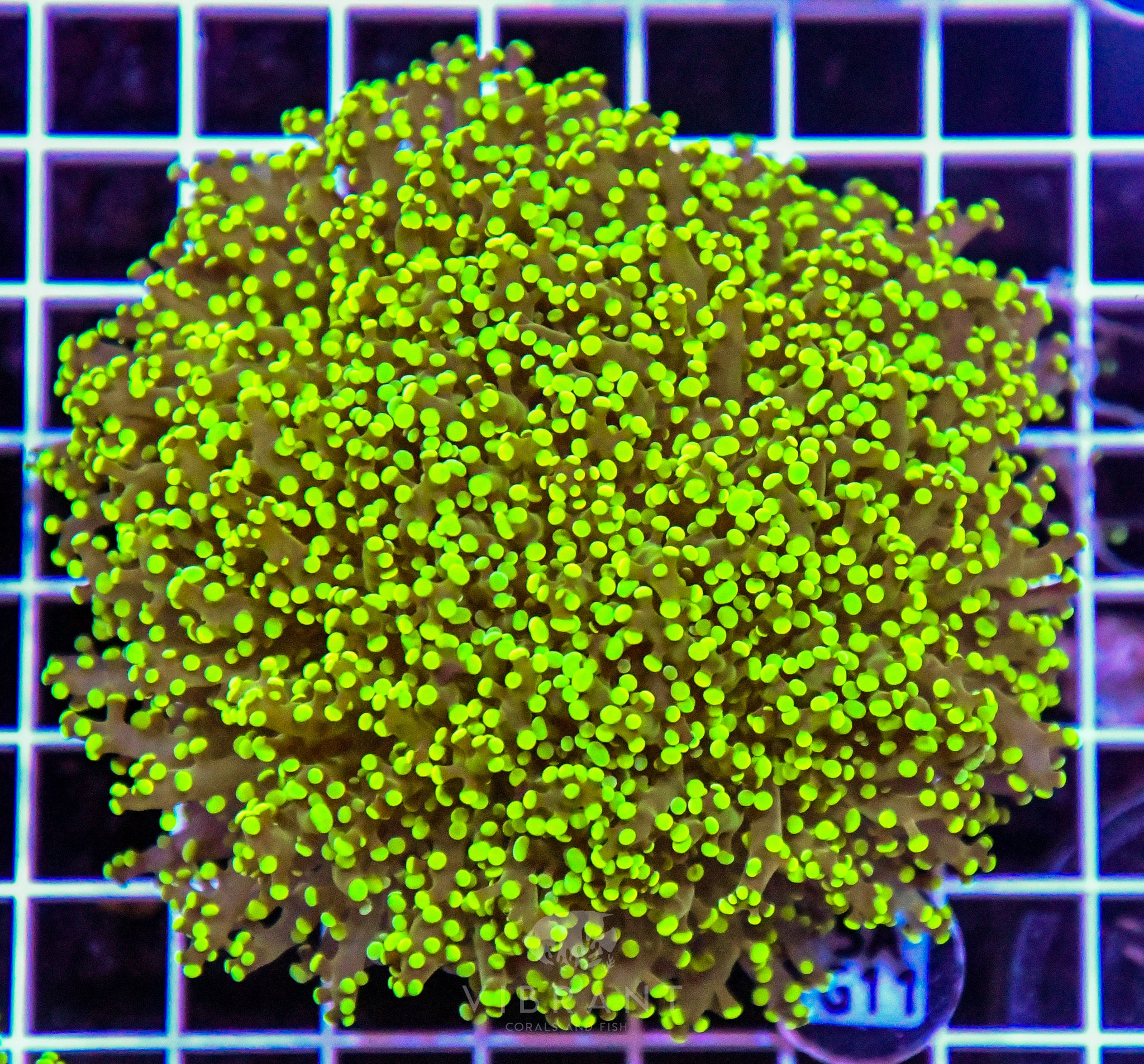 Yaeyamaensis Branching INDO