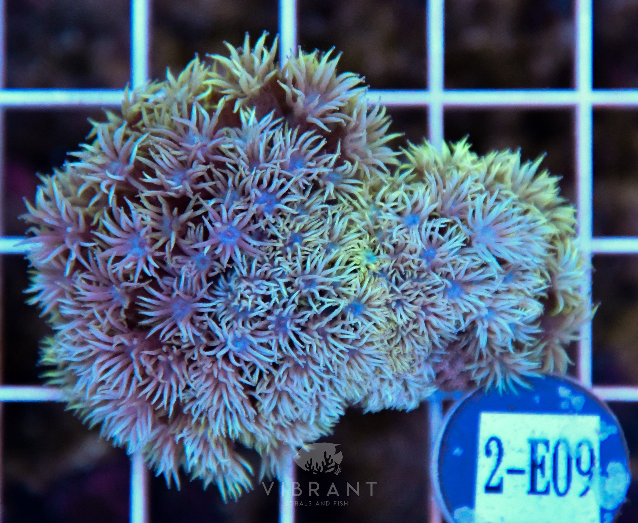 Goniopora Ultra WAUS