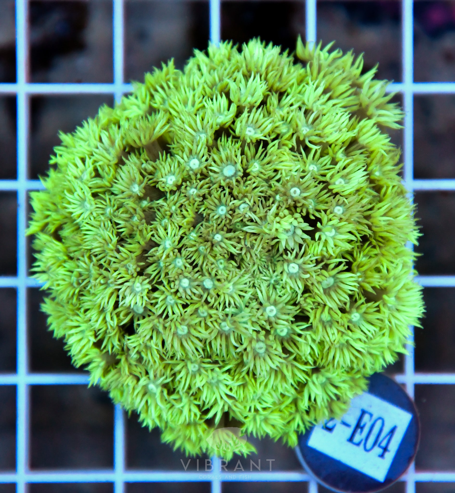 Goniopora Ultra WAUS