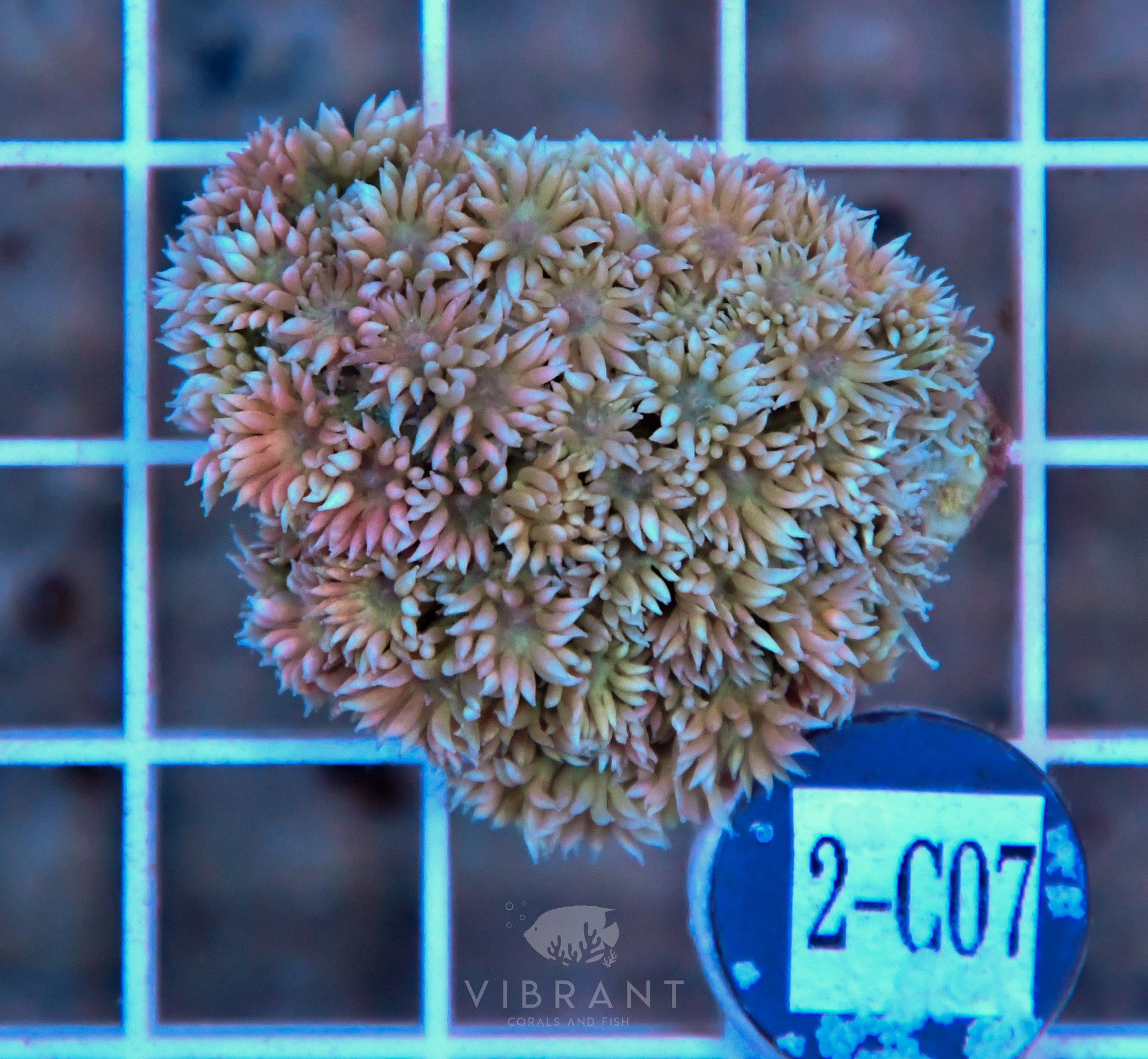 Goniopora Ultra WAUS