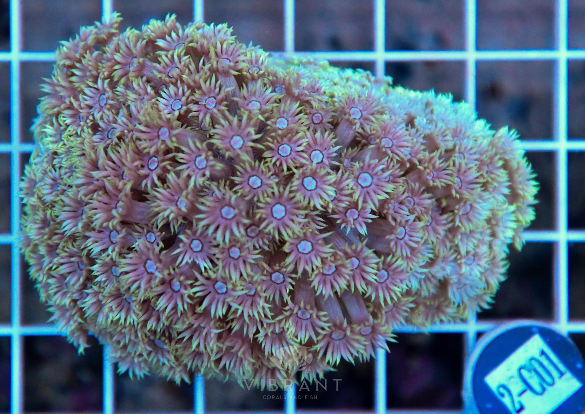 Goniopora Ultra WAUS