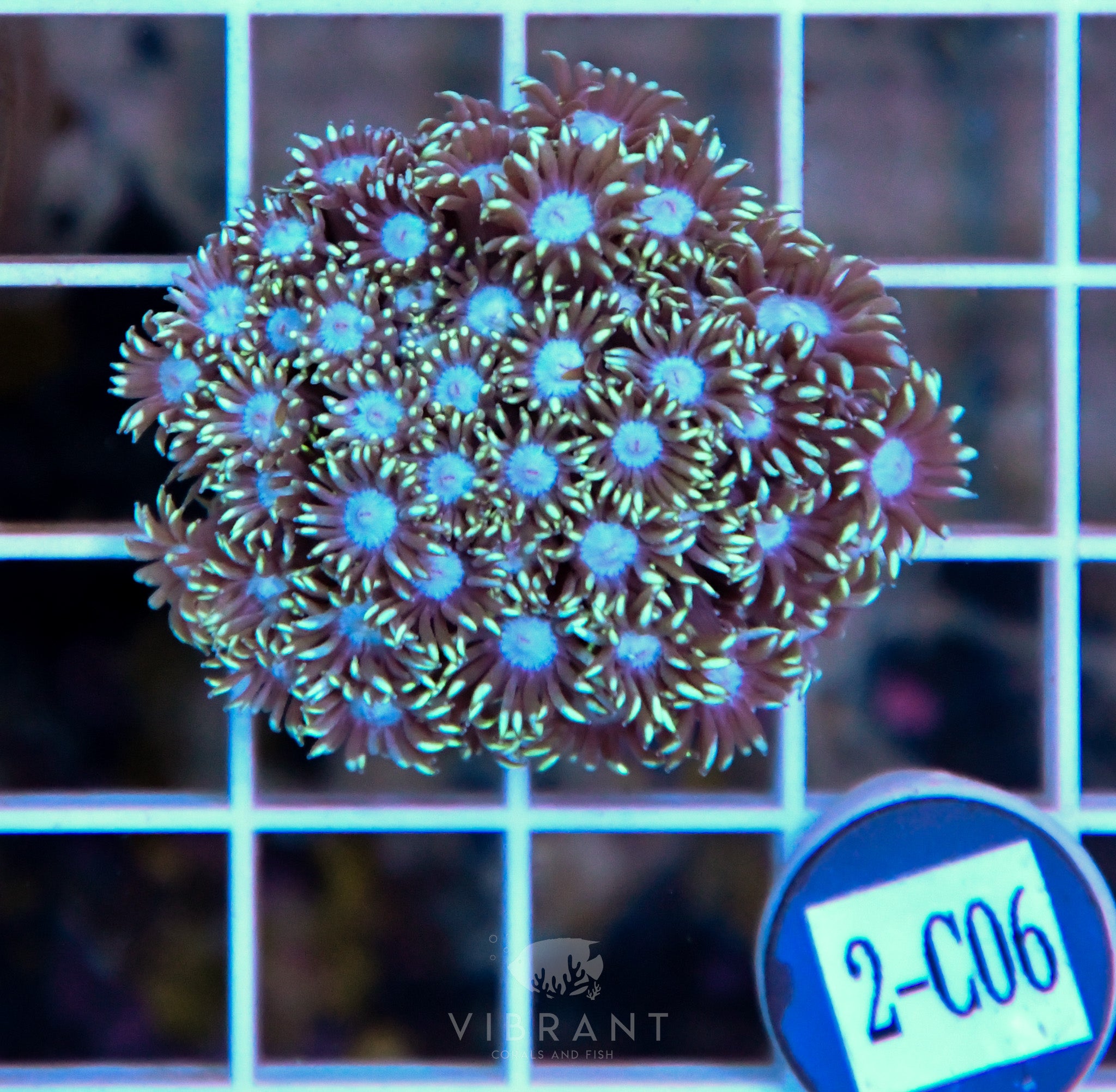 Goniopora Ultra WAUS