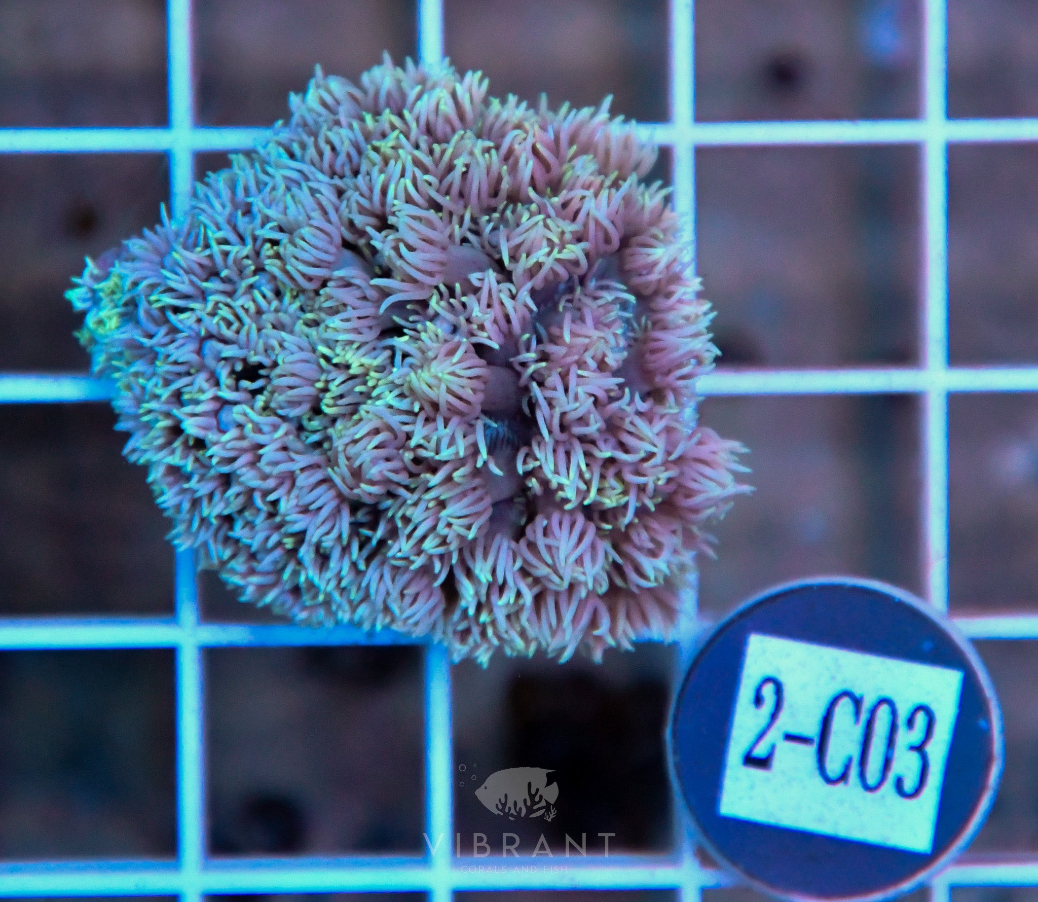 Goniopora Ultra WAUS