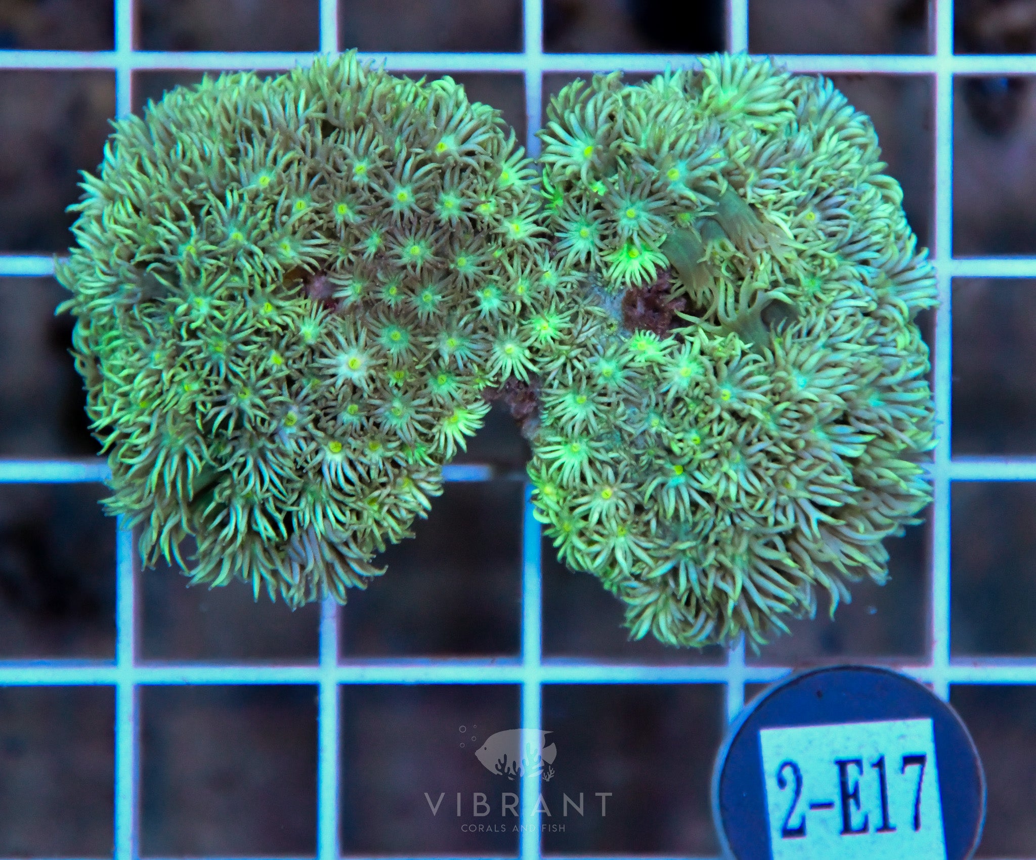 Goniopora Ultra WAUS