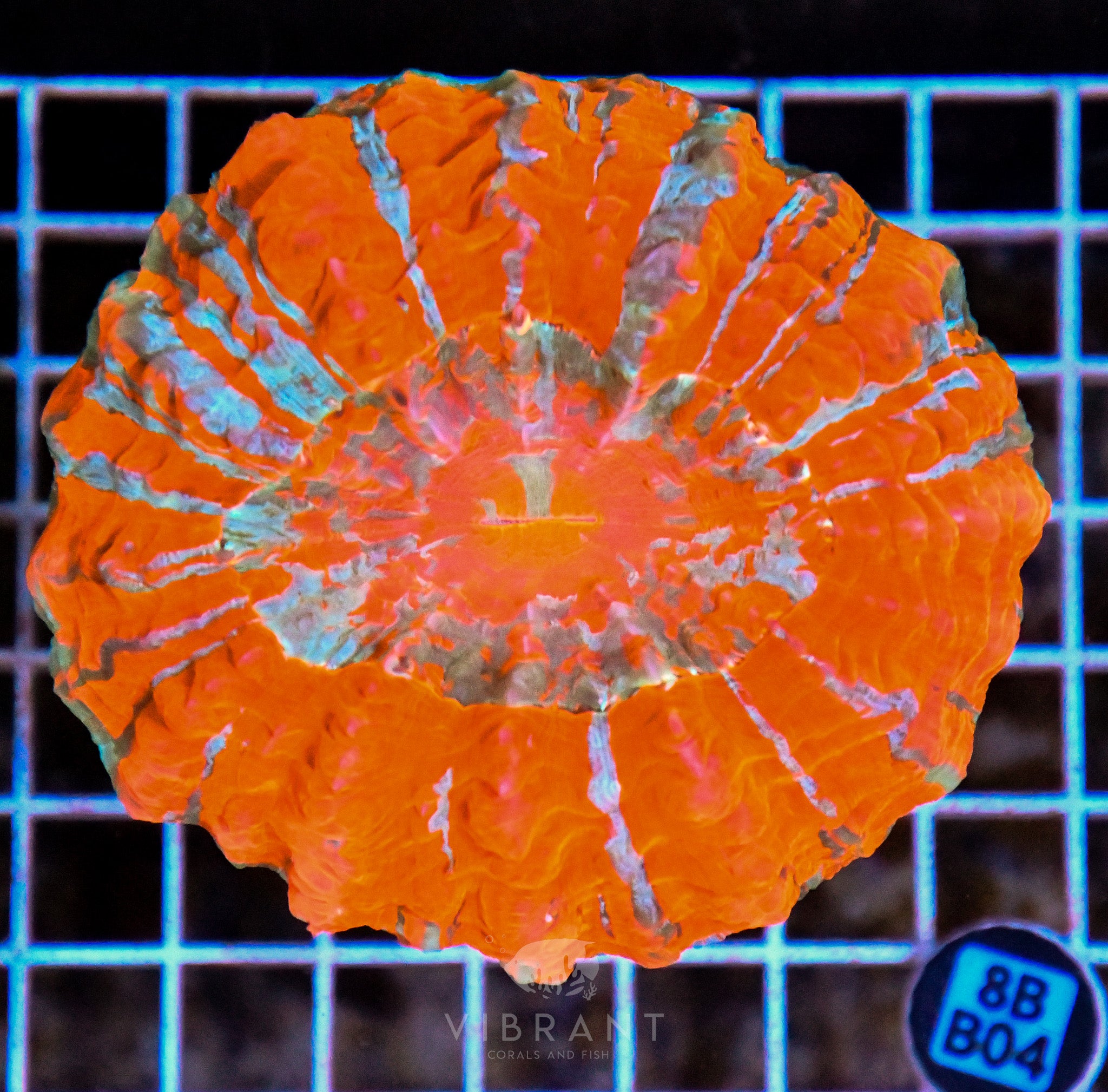 Acanthophyllia INDO W