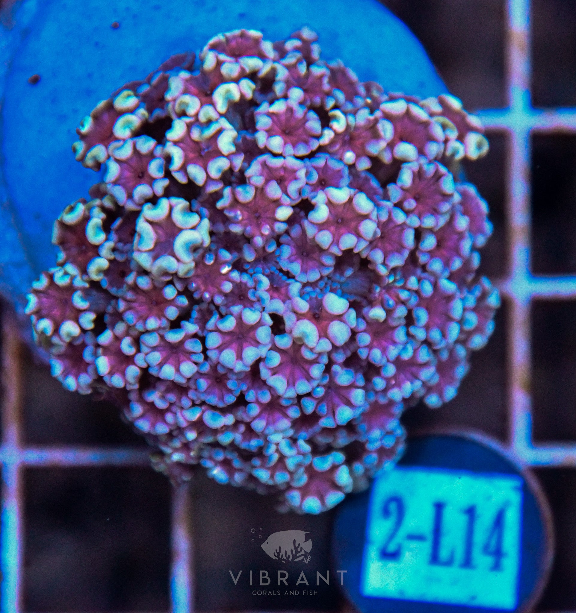 Alveopora Ultra INDO