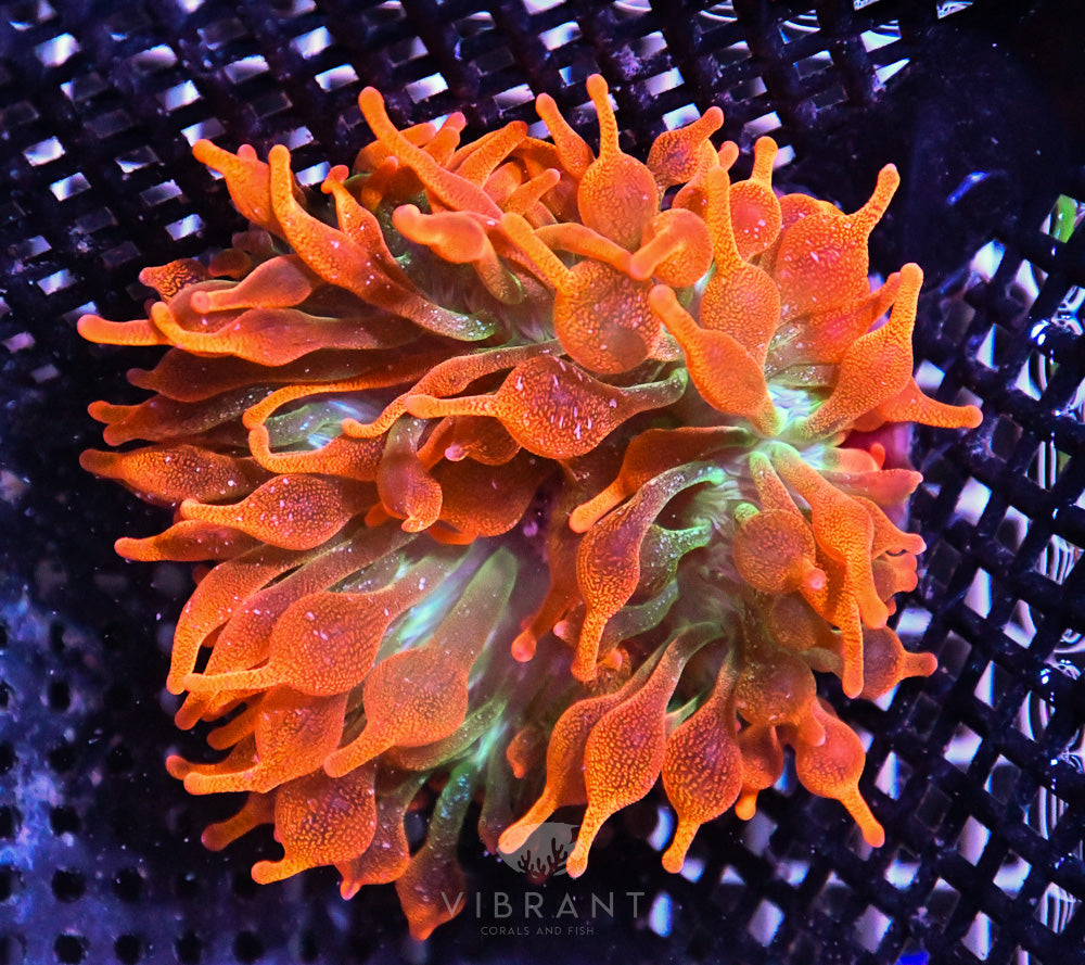 Bubble Tip Anemone