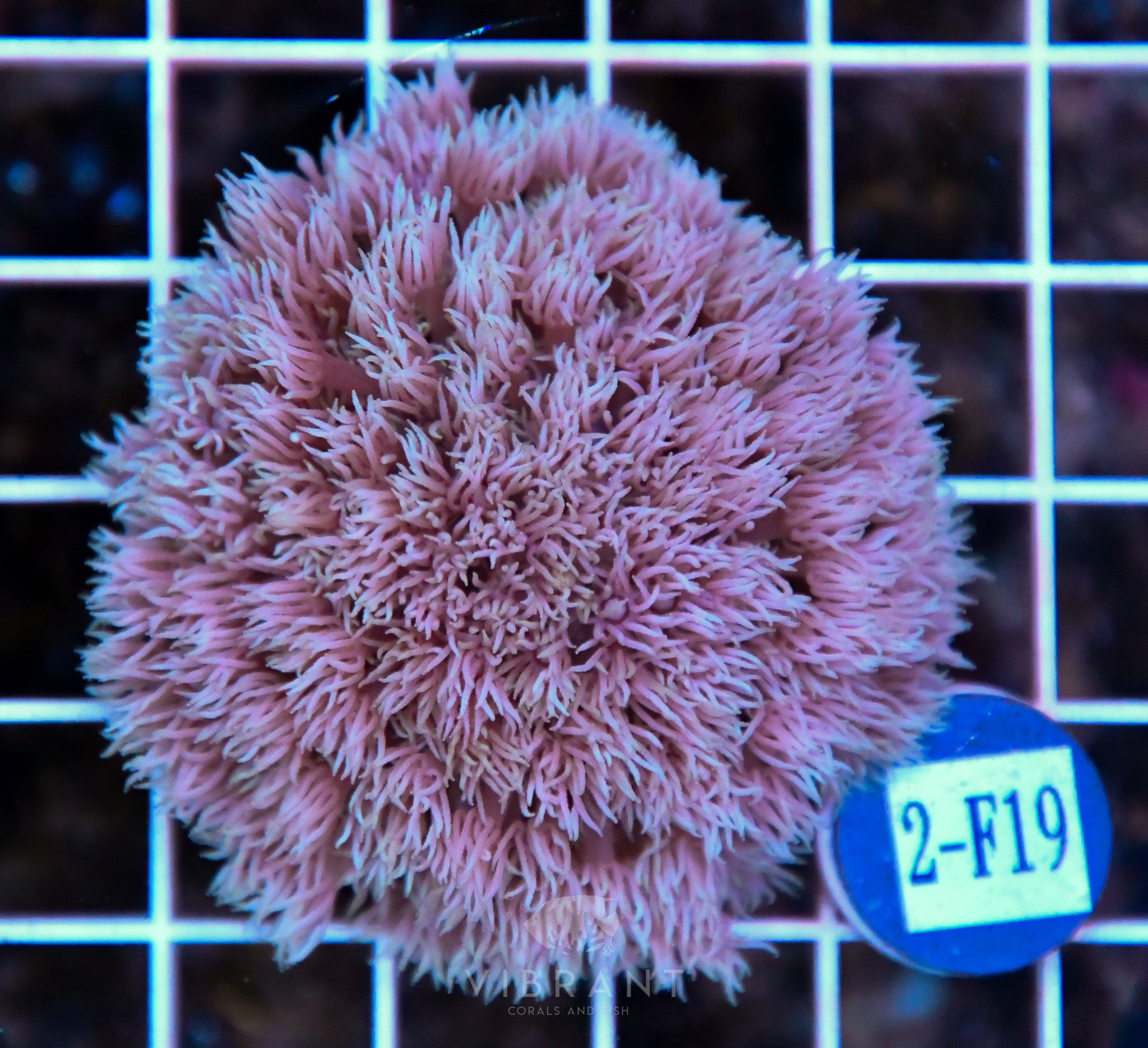 Goniopora Ultra WAUS