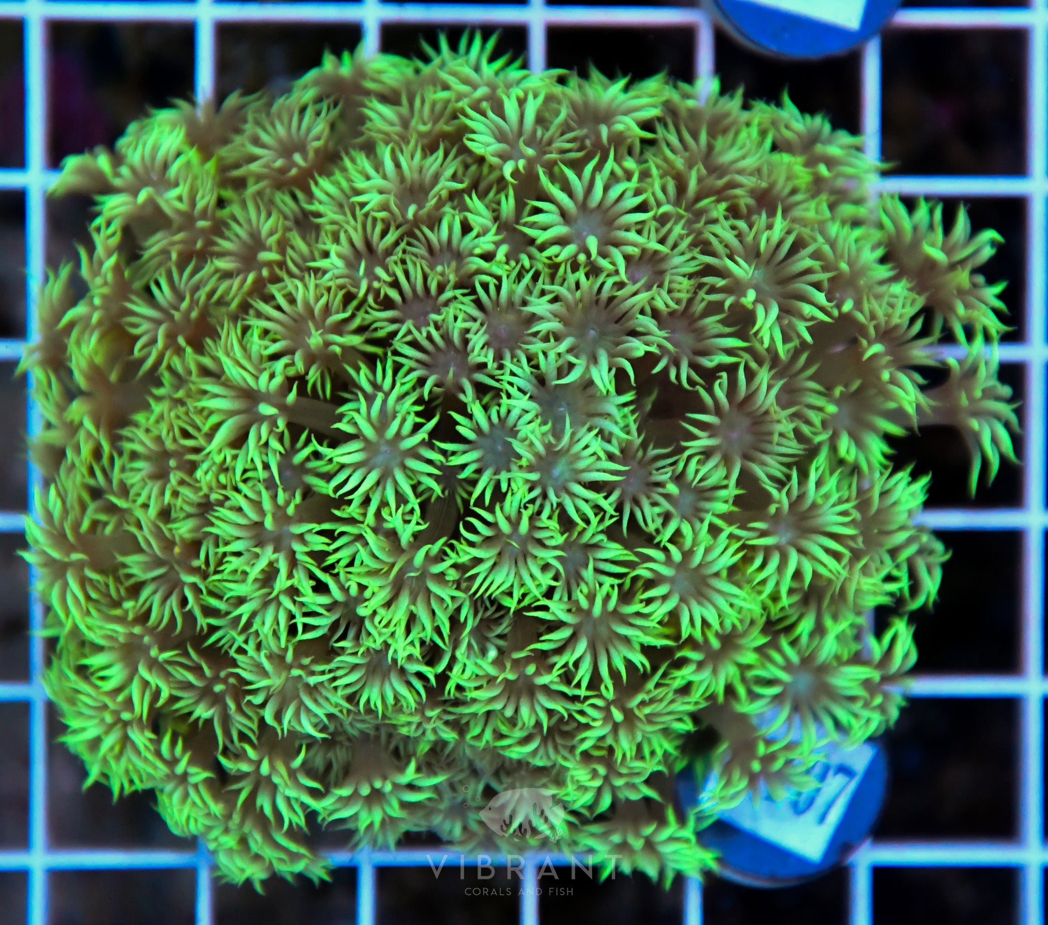 Goniopora Ultra WAUS