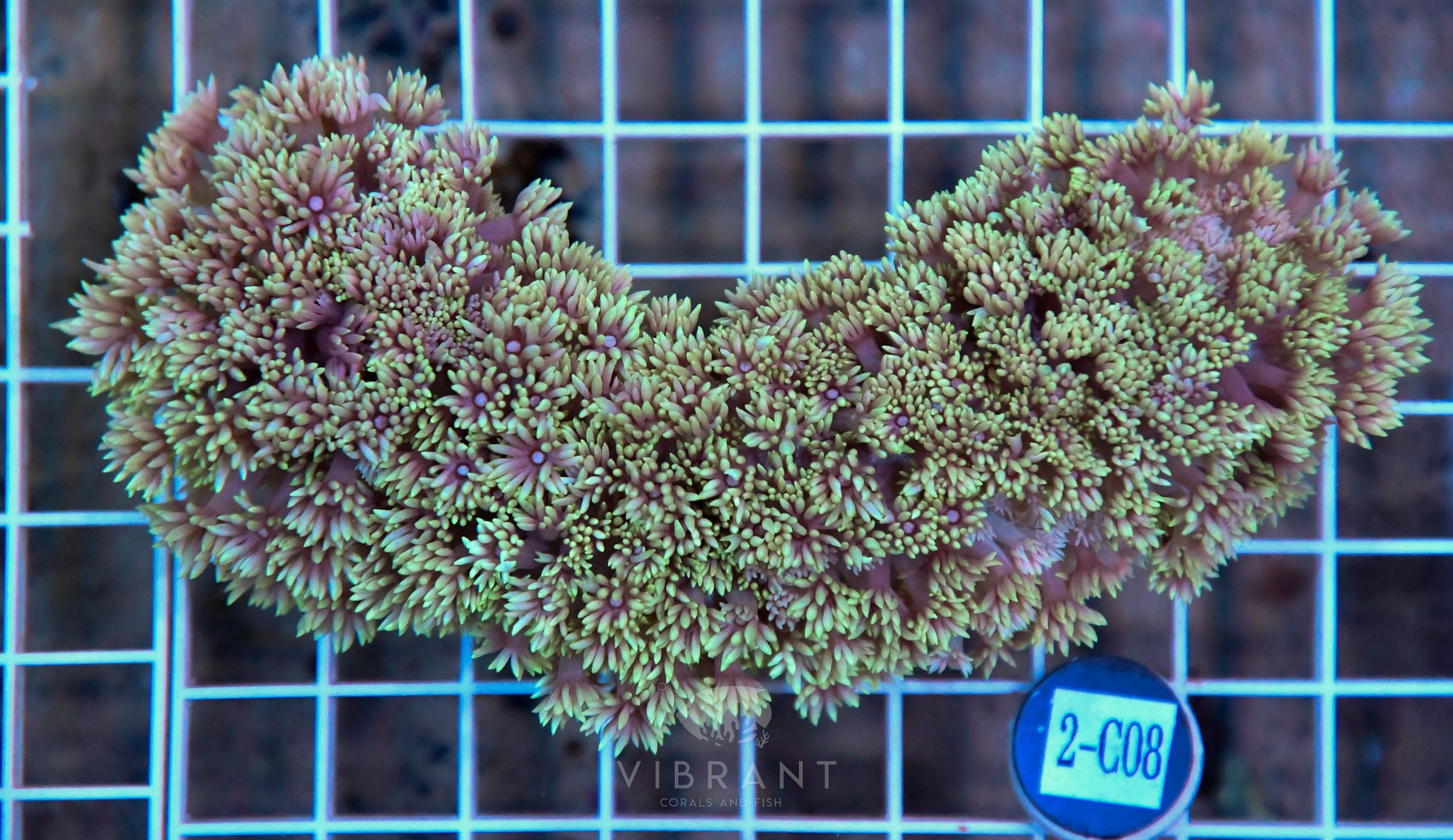 Goniopora Ultra WAUS