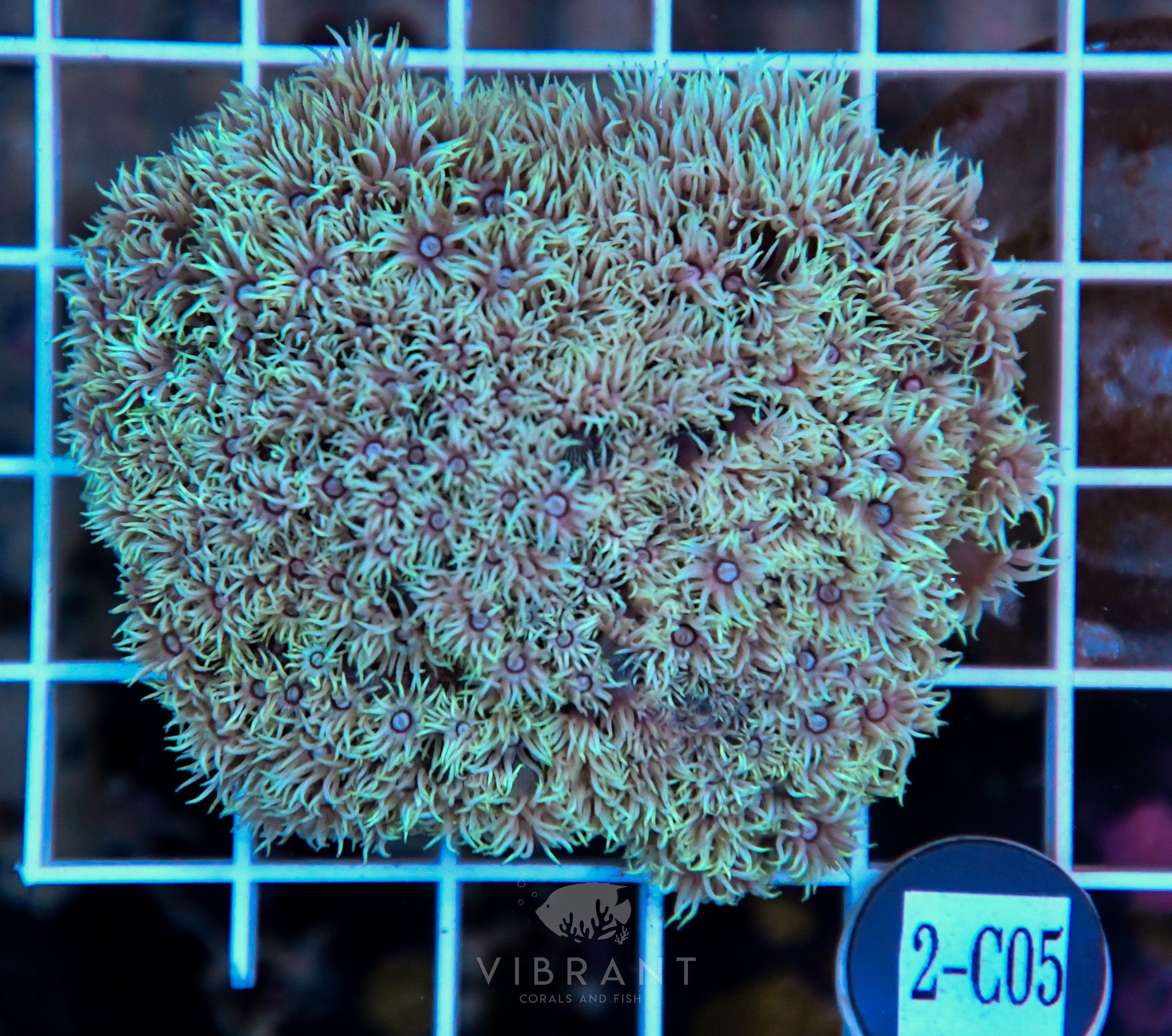 Goniopora Ultra WAUS