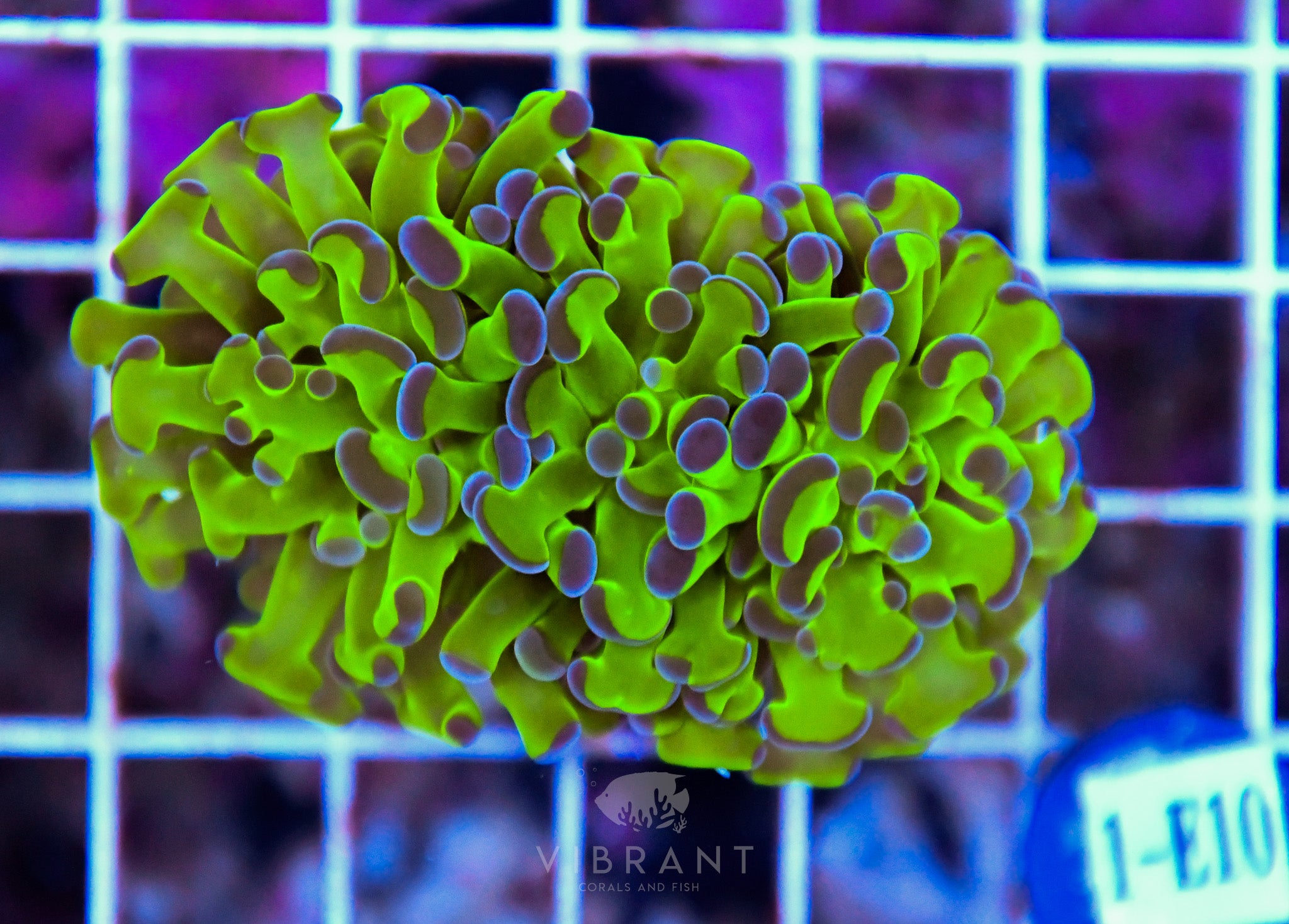 Hammer Branching XL AQUACULTURED