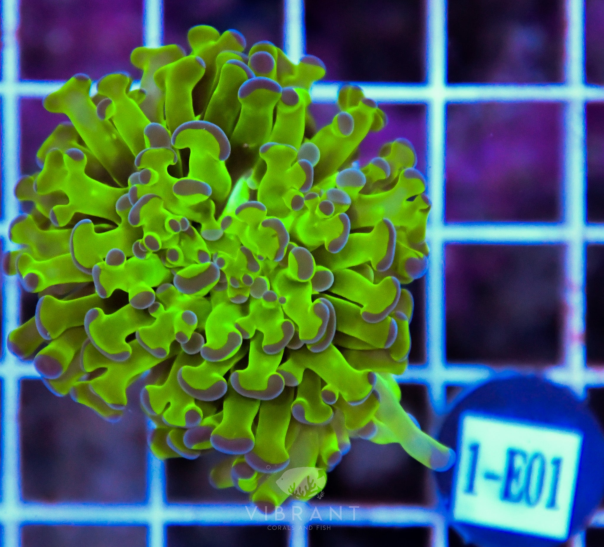 Hammer Branching XL AQUACULTURED