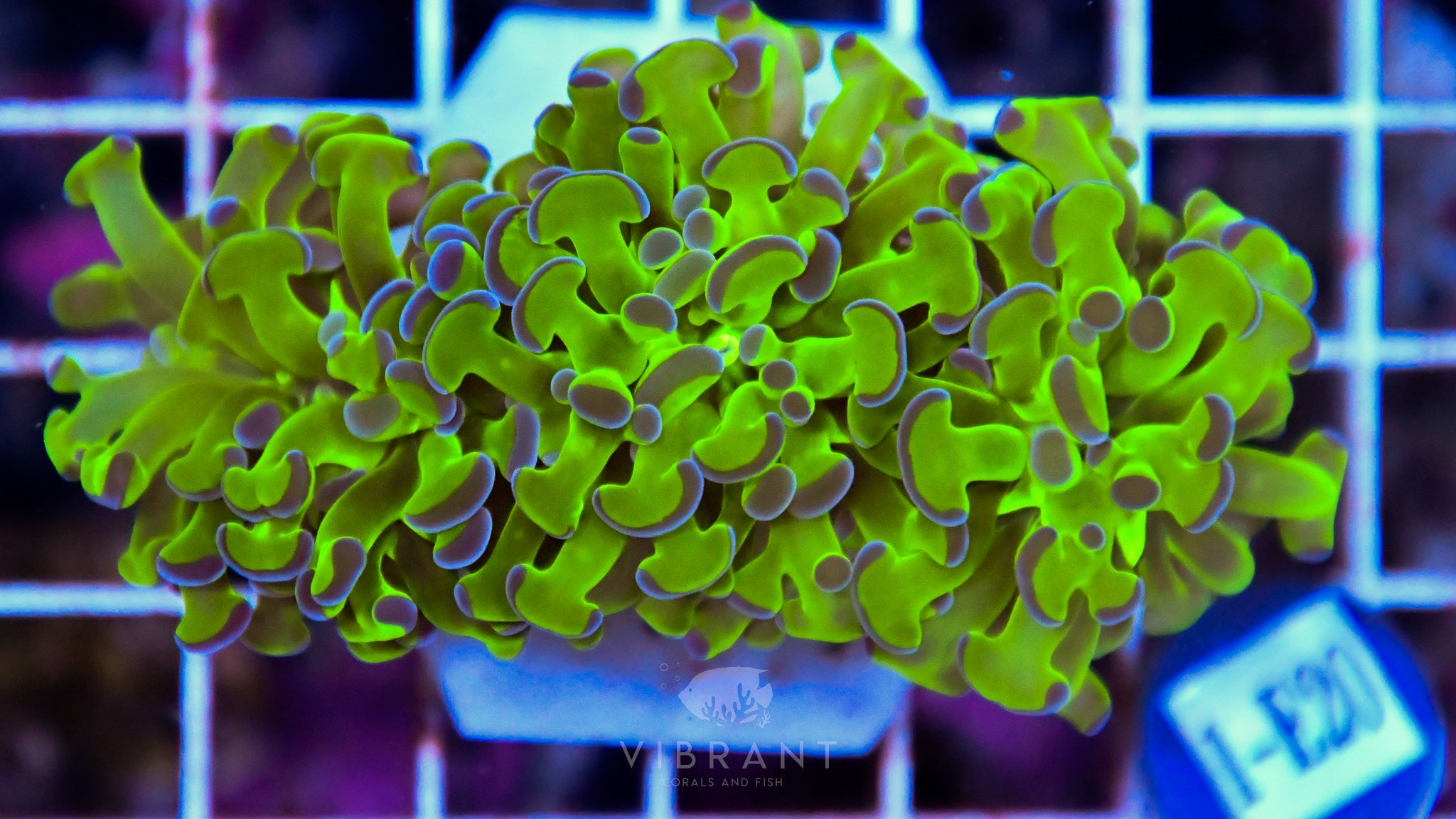 Hammer Branching XL AQUACULTURED