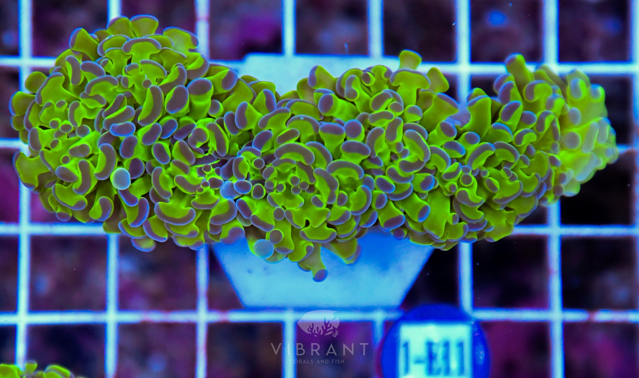 Hammer Branching XL AQUACULTURED