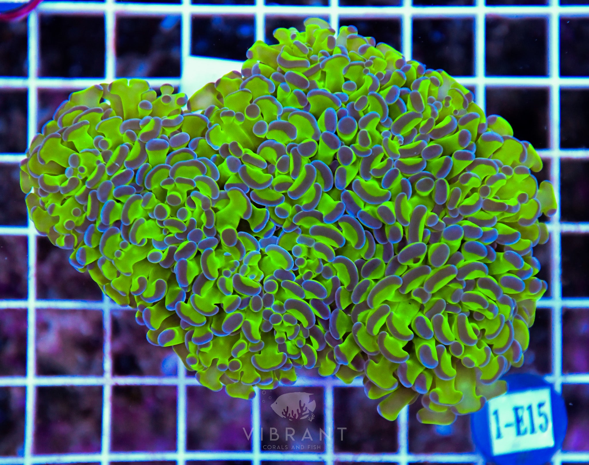 Hammer Branching XL AQUACULTURED