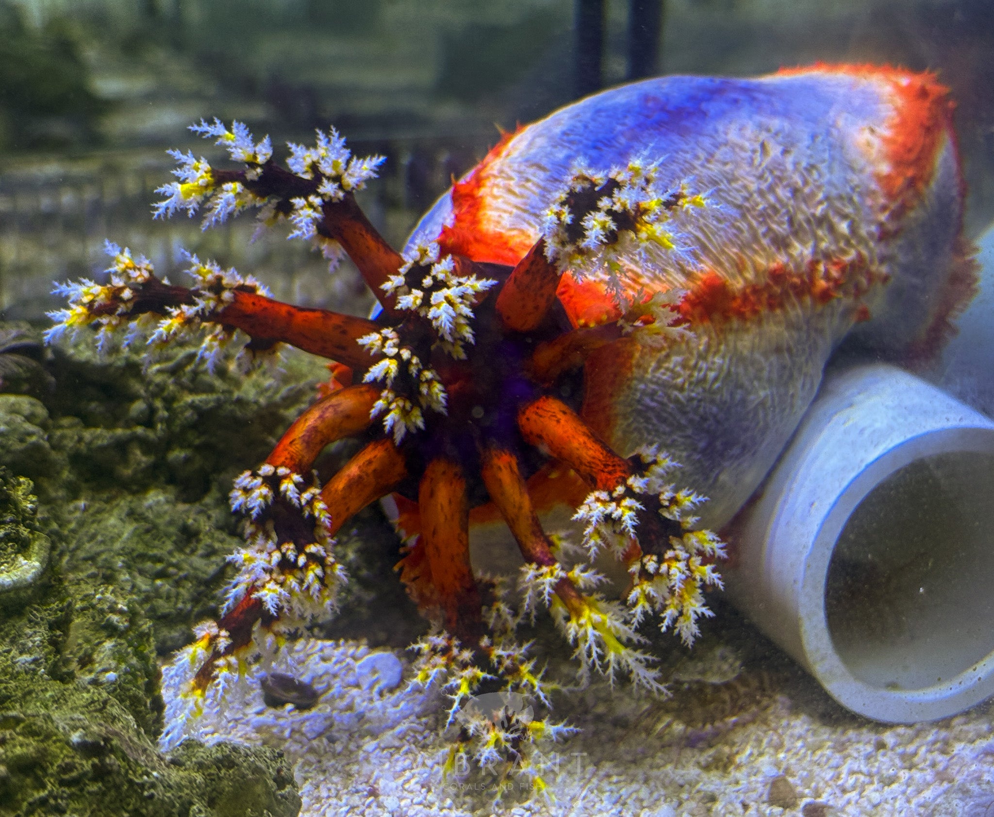 Sea Apple (Pseudocolochirus axiologus)