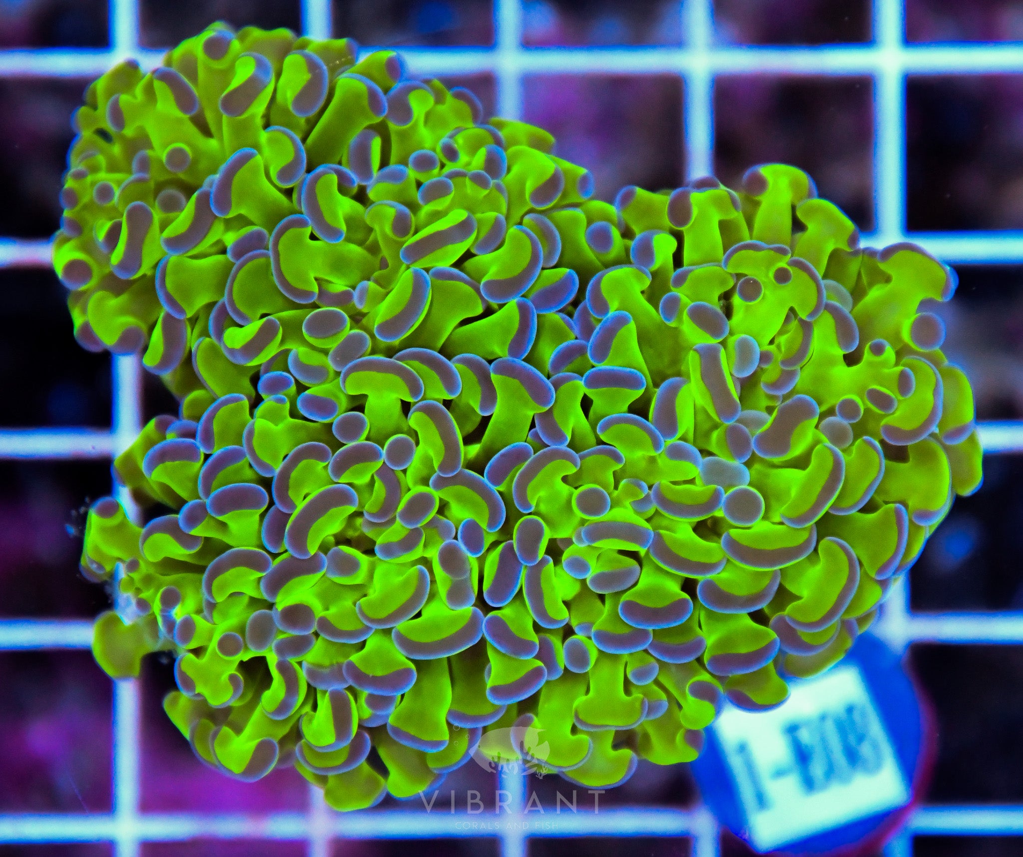 Hammer Branching XL AQUACULTURED