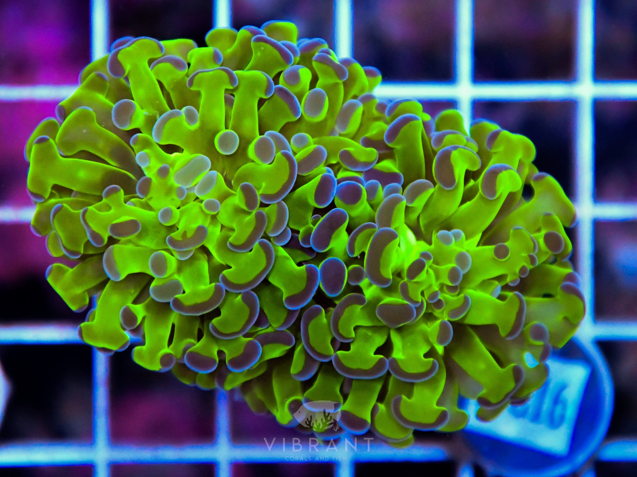 Hammer Branching XL AQUACULTURED