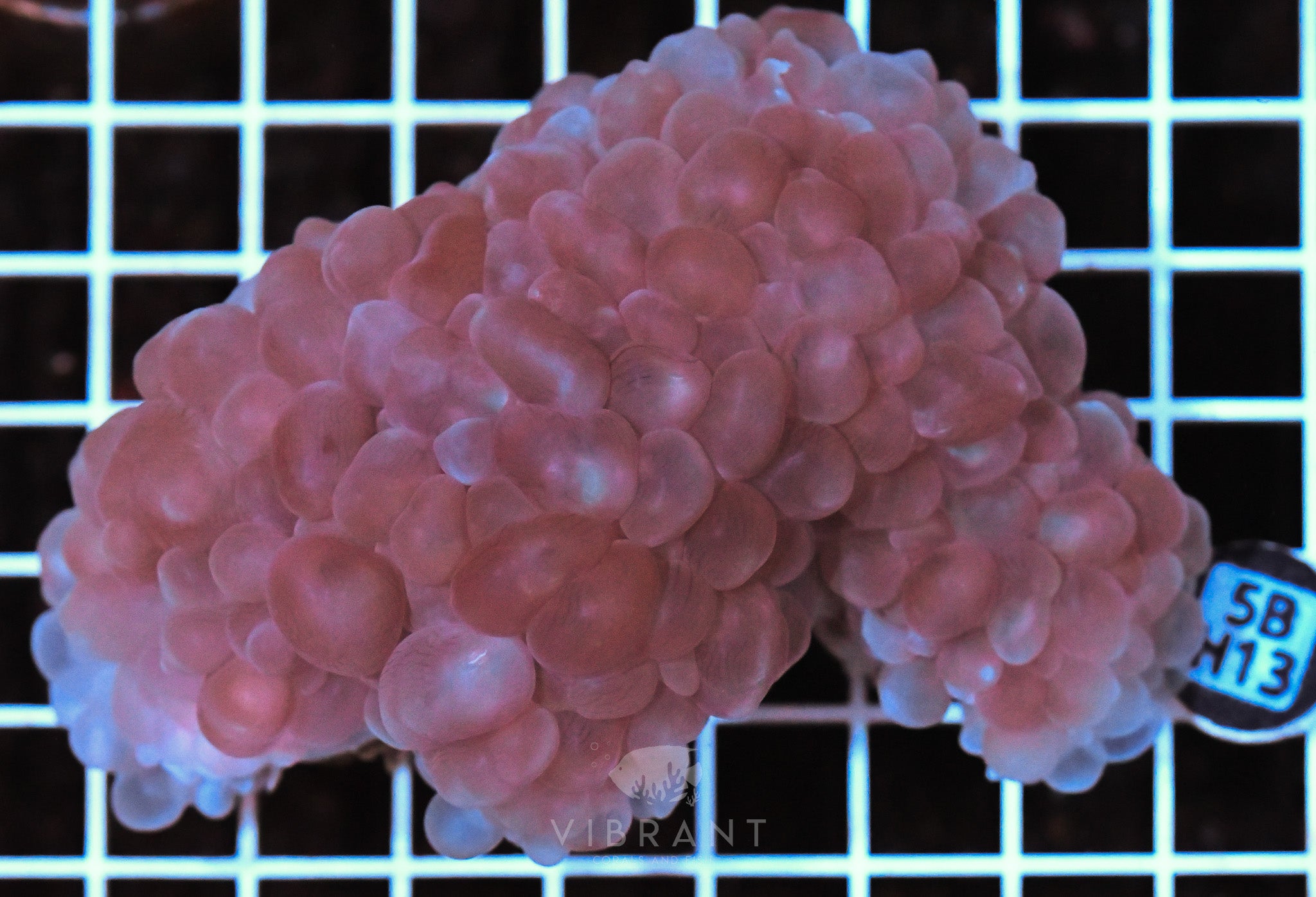 Bubble Coral AUS