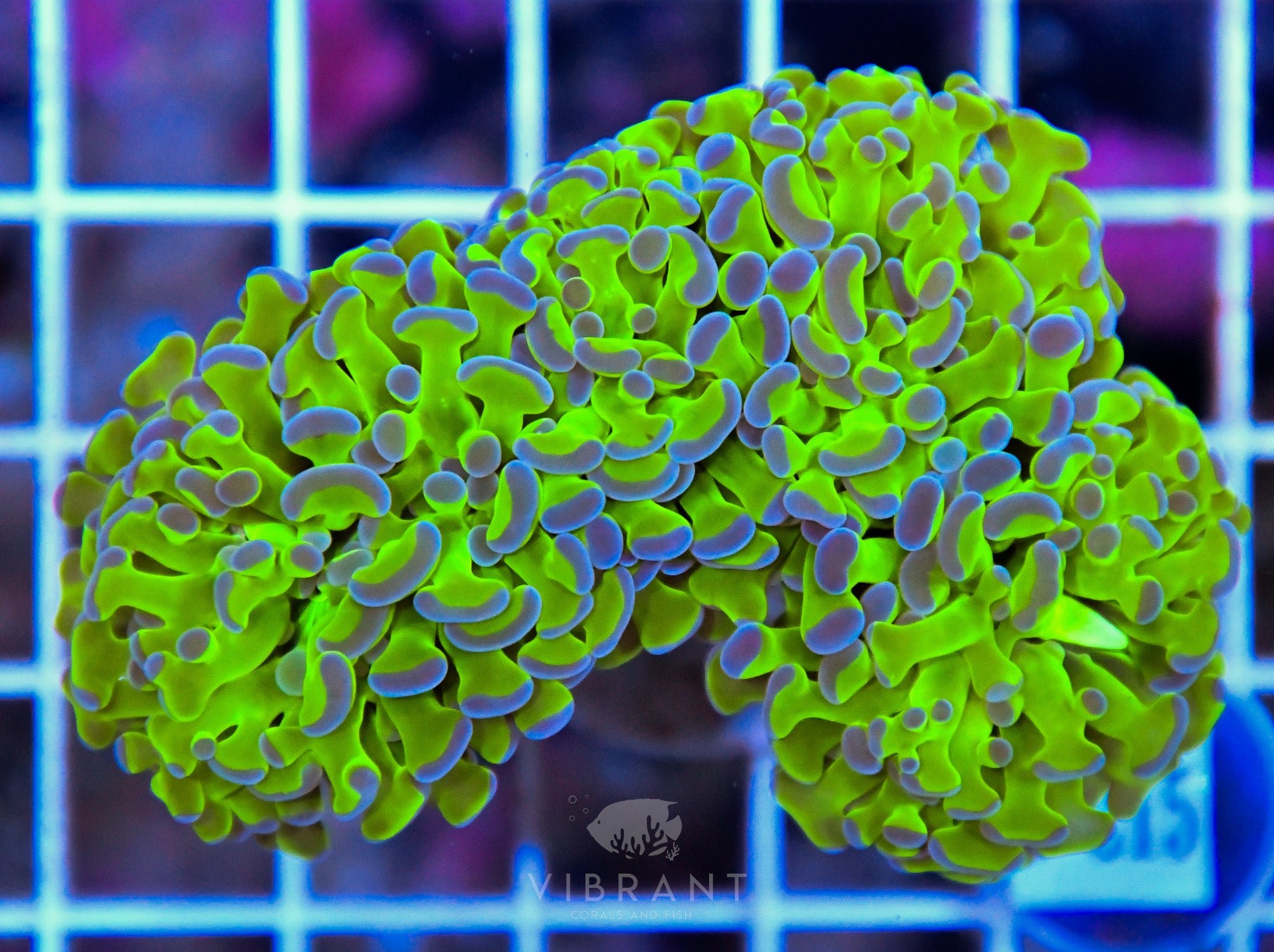 Hammer Branching XL AQUACULTURED