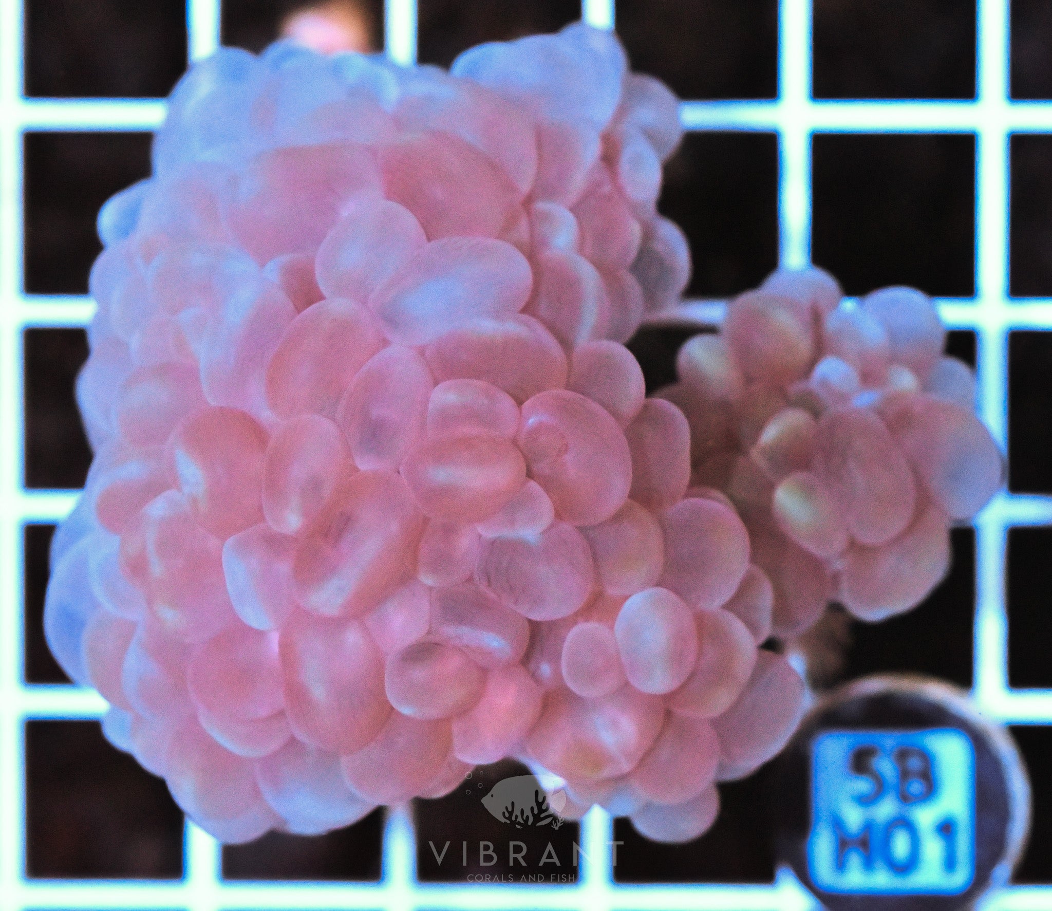Bubble Coral AUS