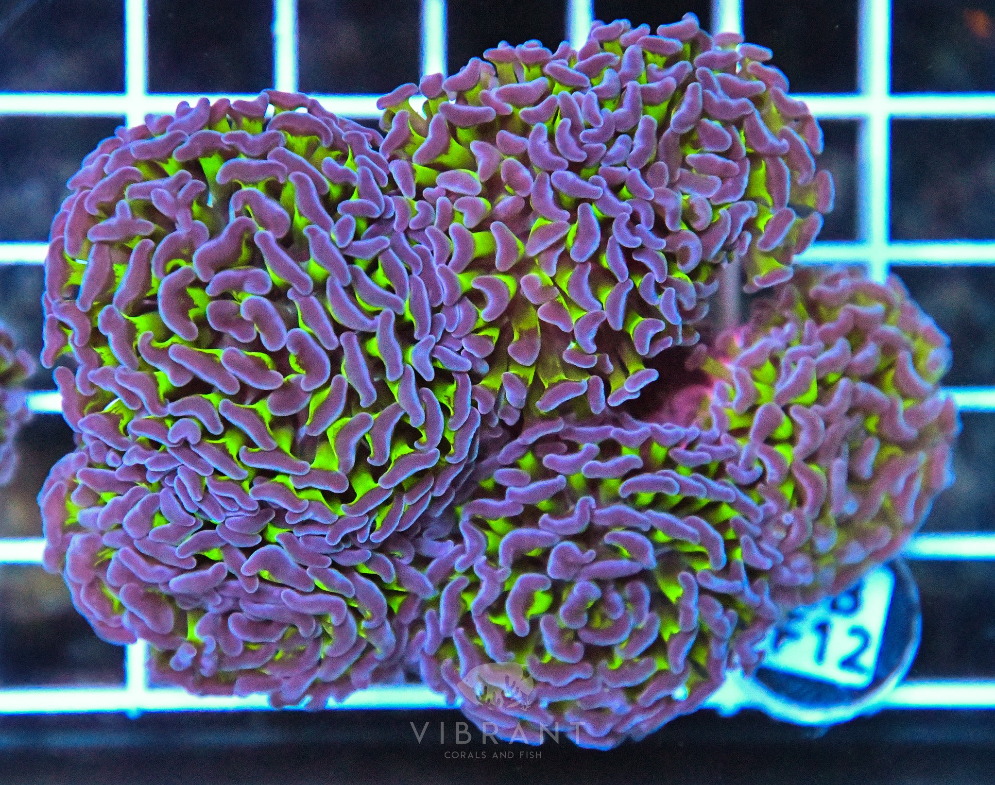 Hammer Branching AUS