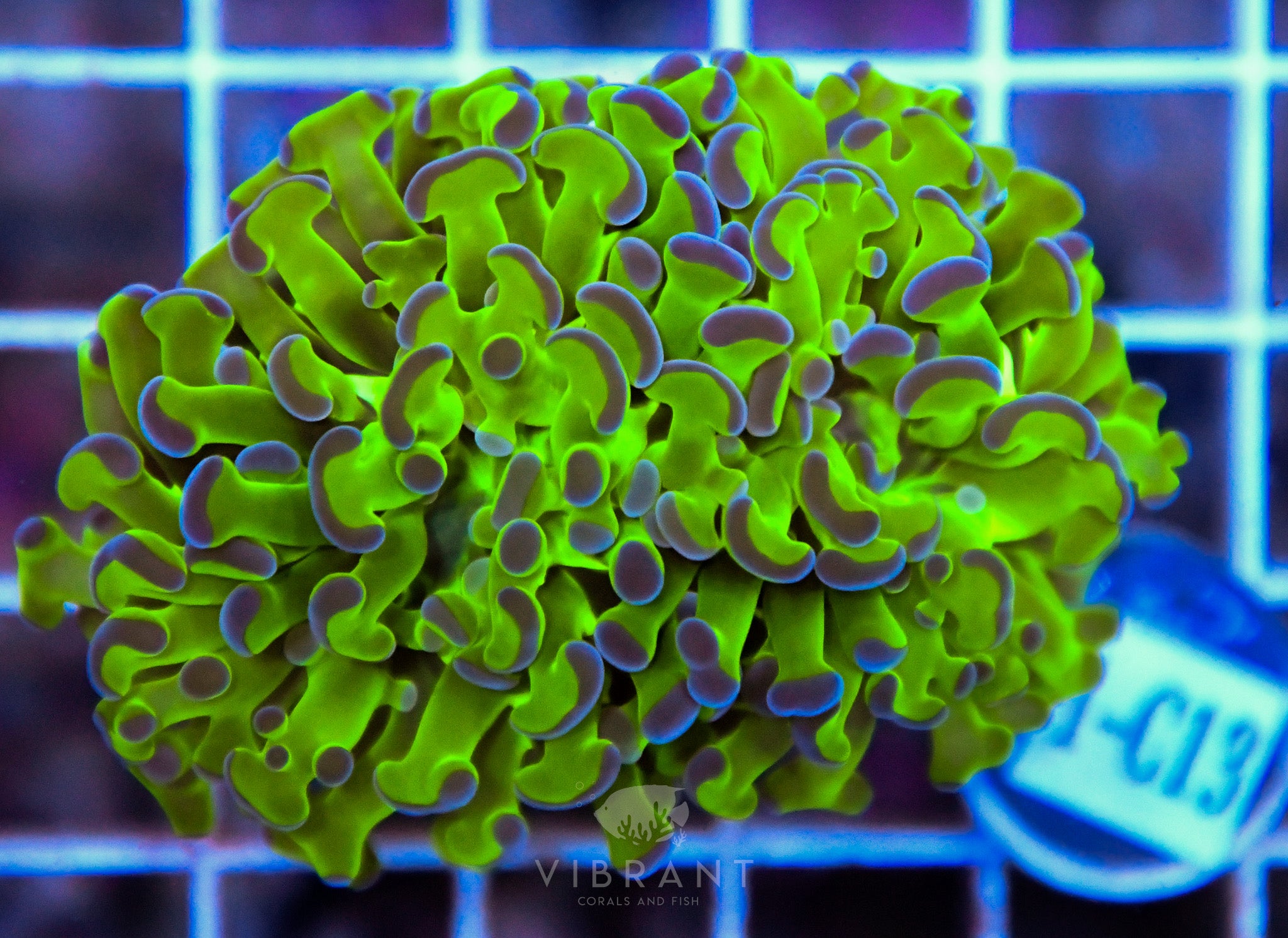 Hammer Branching XL AQUACULTURED