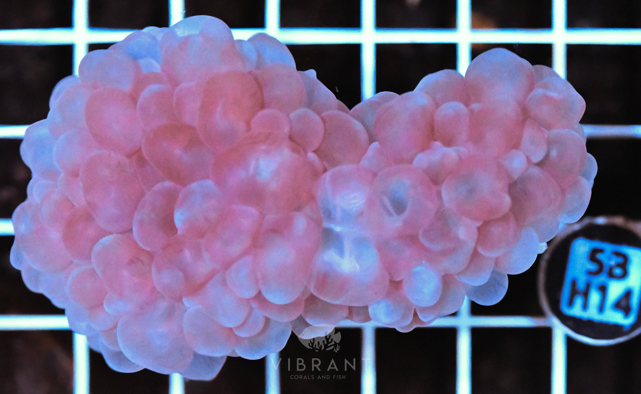 Bubble Coral AUS