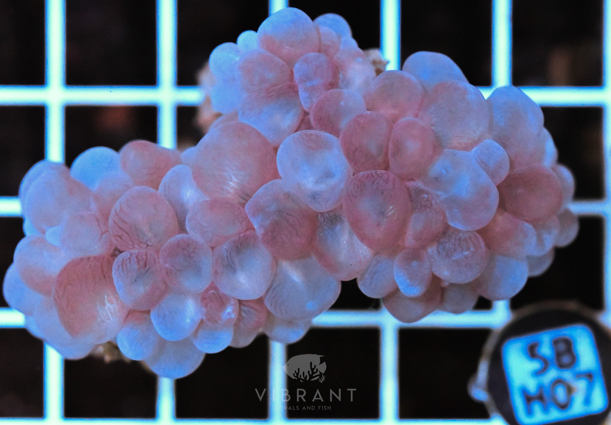 Bubble Coral AUS