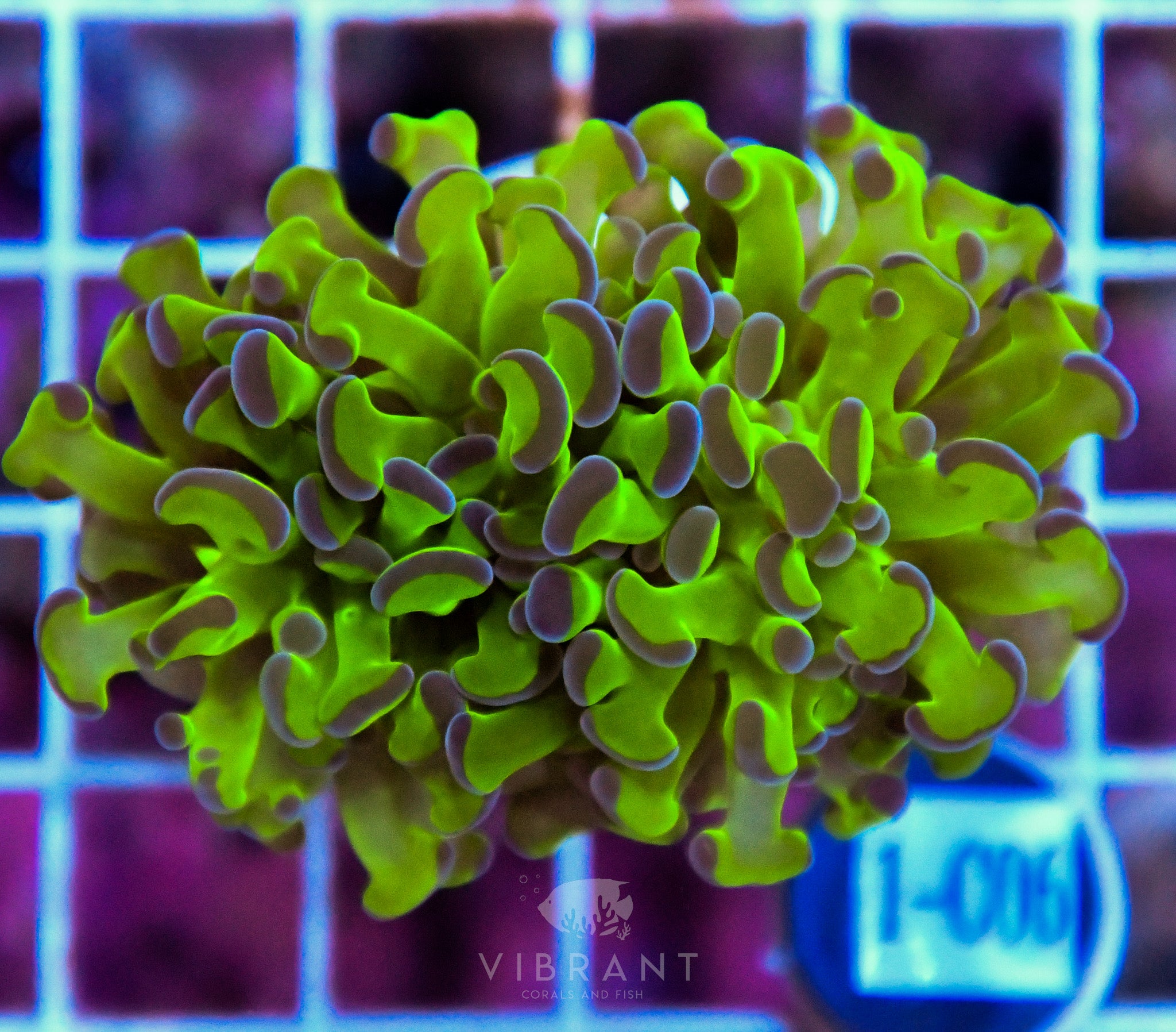 Hammer Branching XL AQUACULTURED