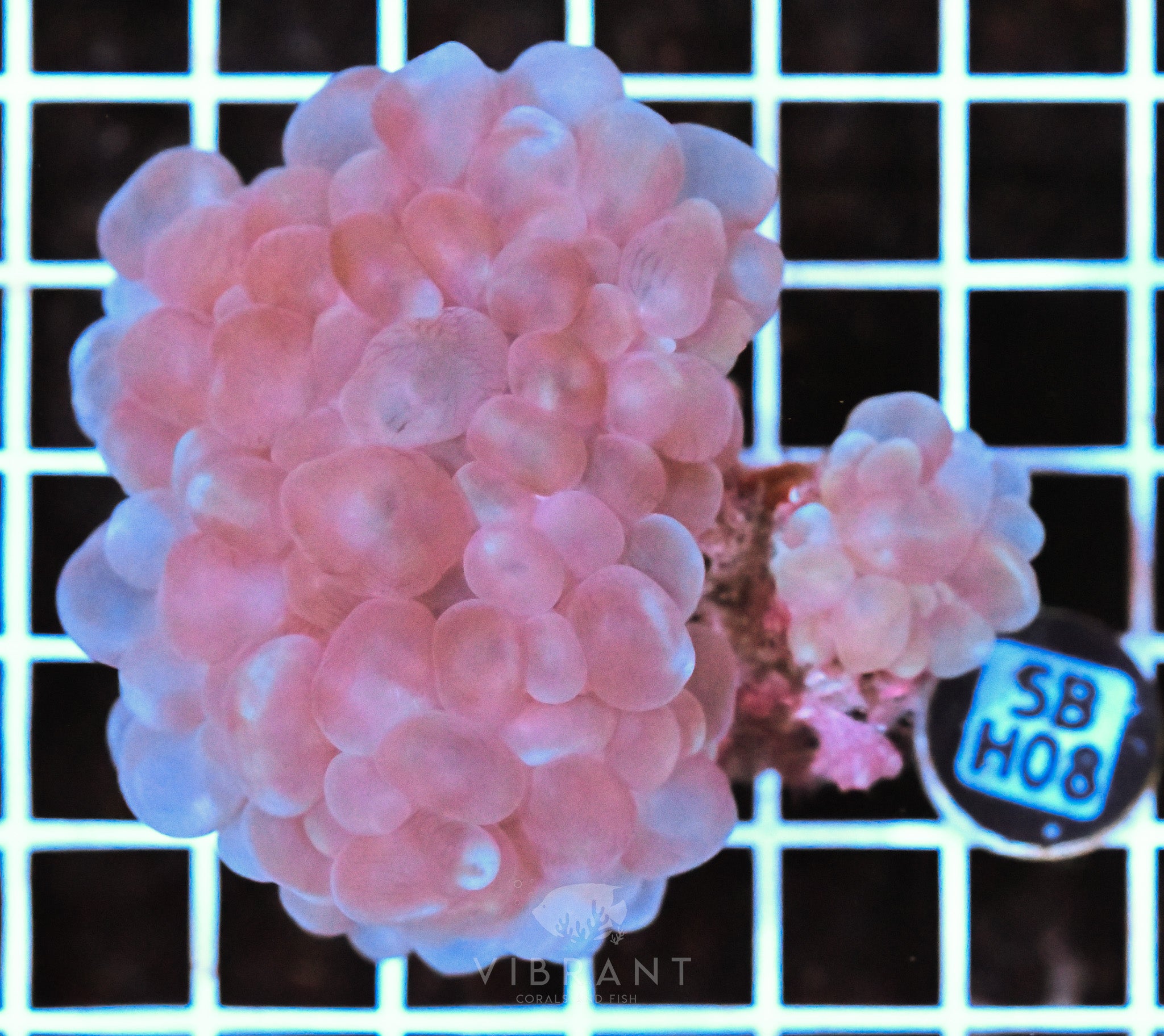 Bubble Coral AUS