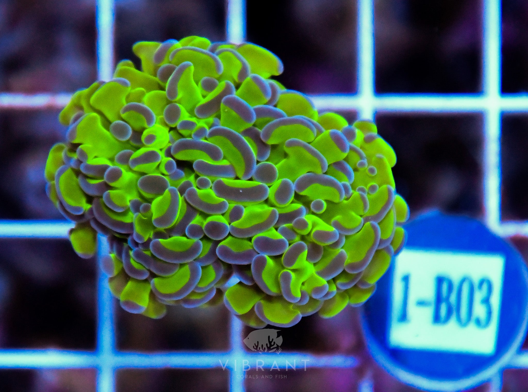 Hammer Branching XL AQUACULTURED