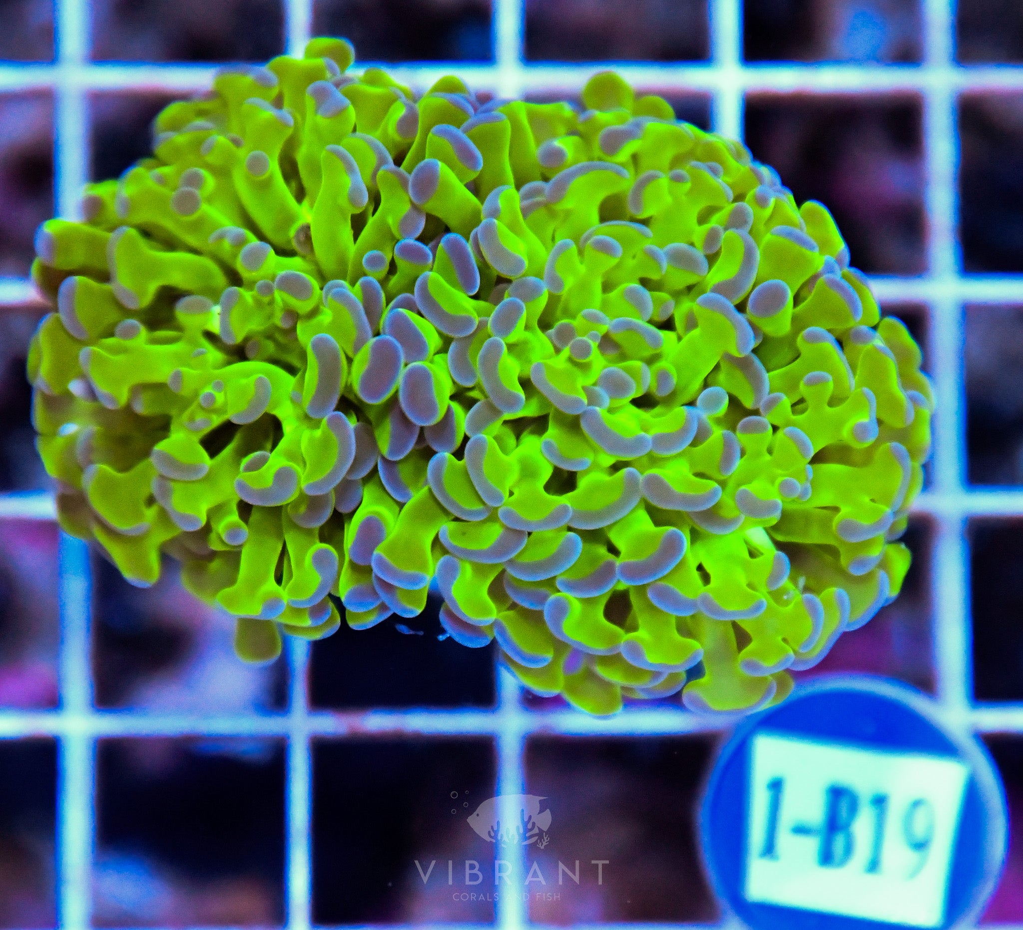 Hammer Branching XL AQUACULTURED