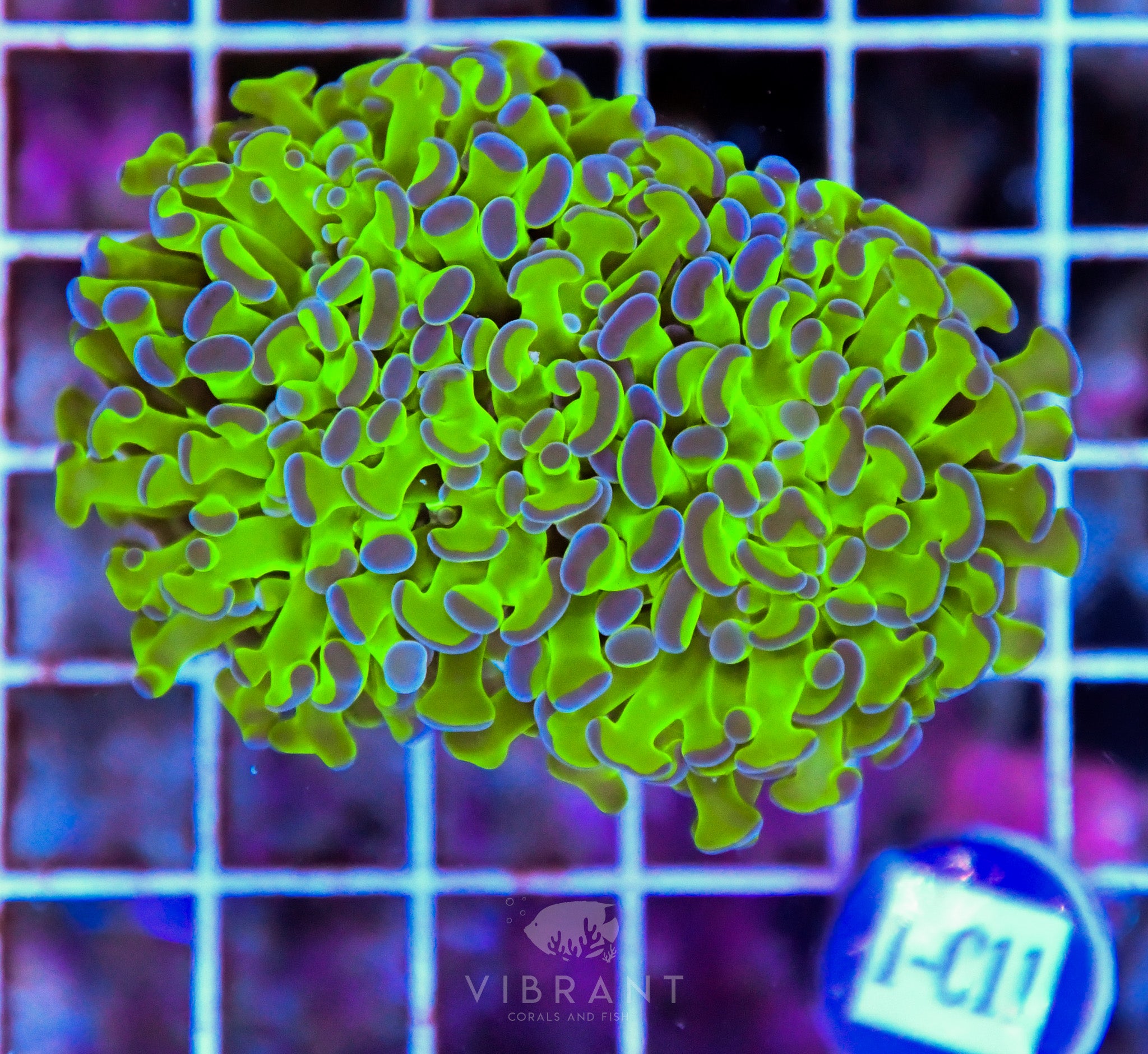 Hammer Branching XL AQUACULTURED