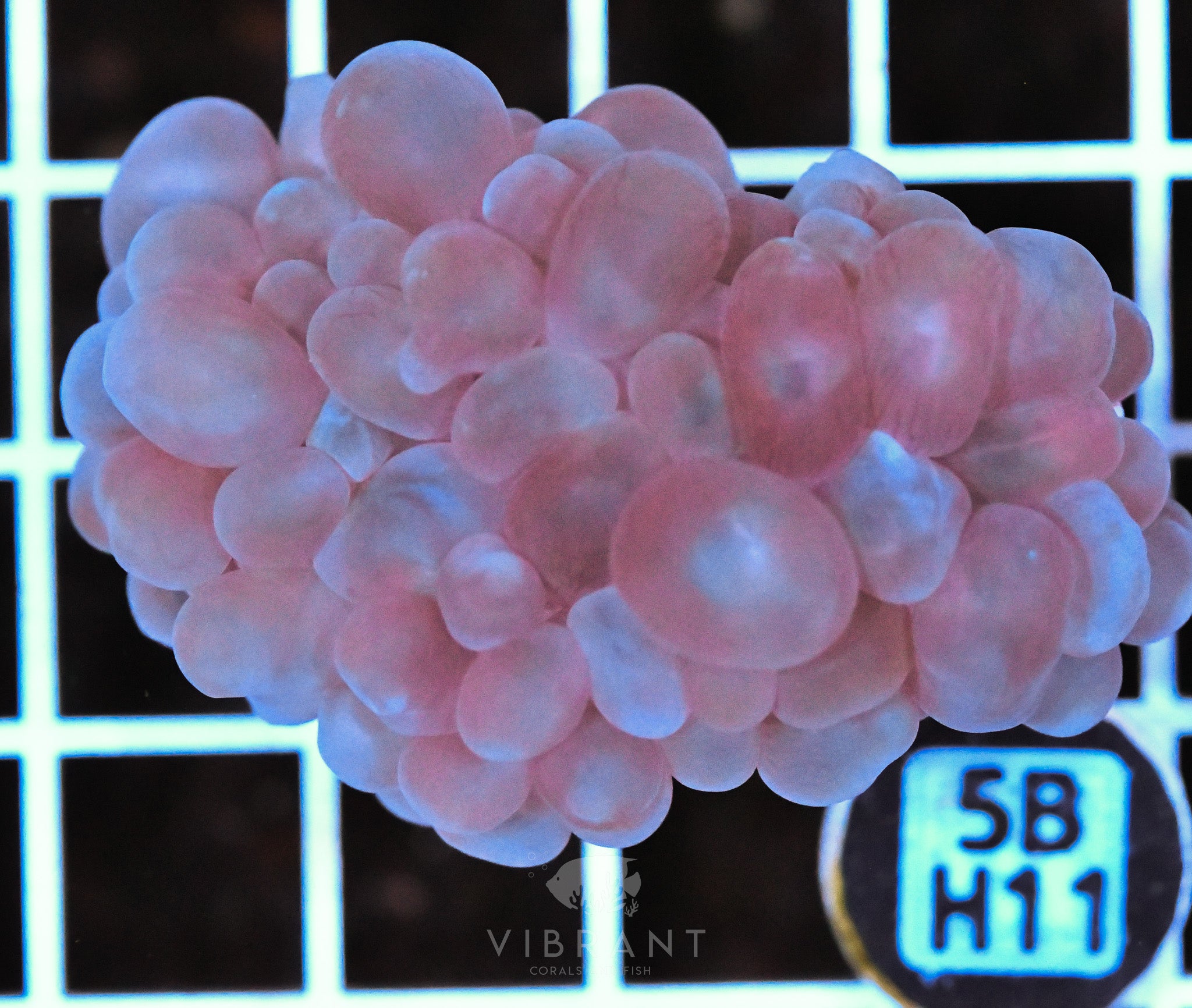 Bubble Coral AUS