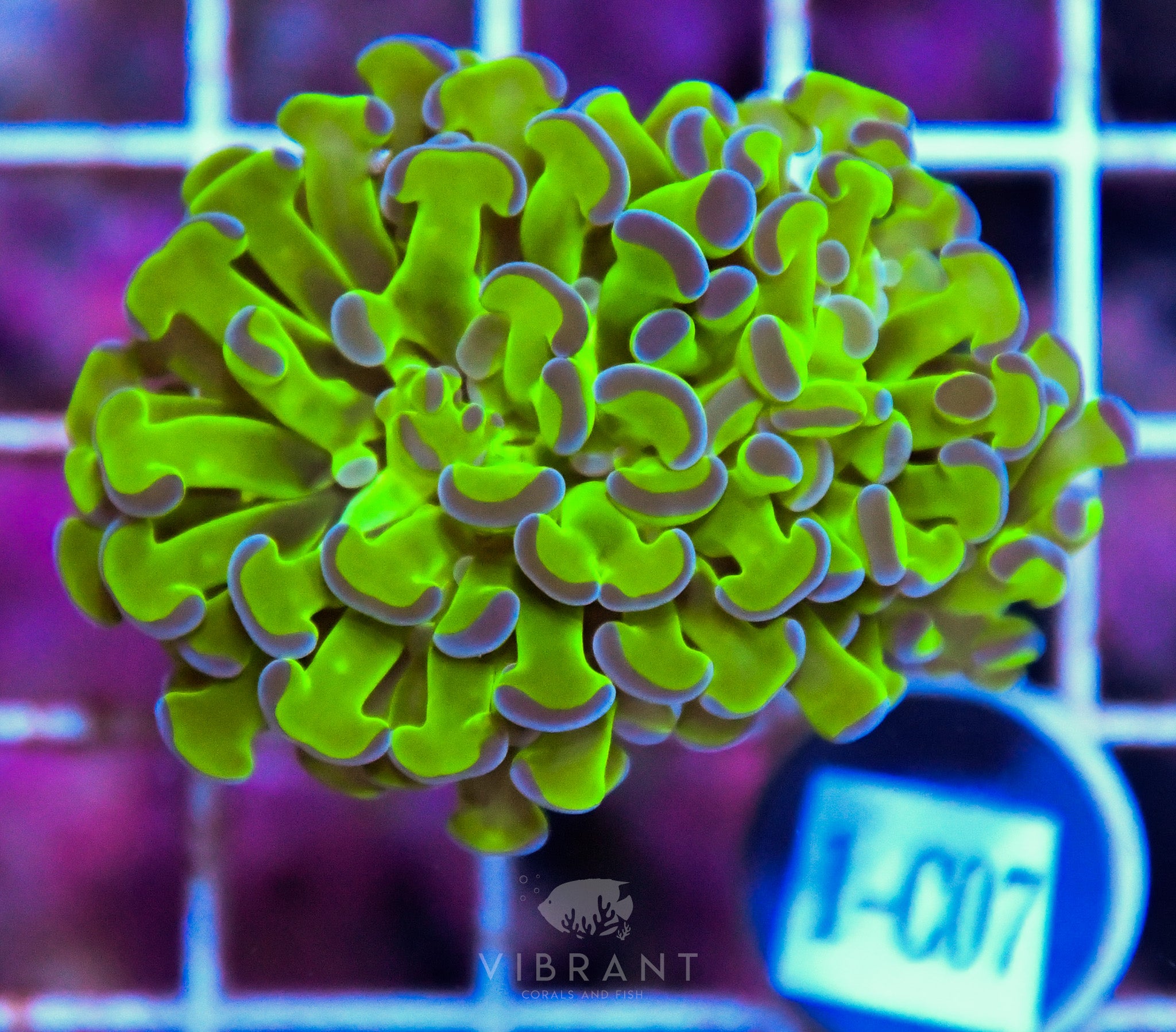 Hammer Branching XL AQUACULTURED