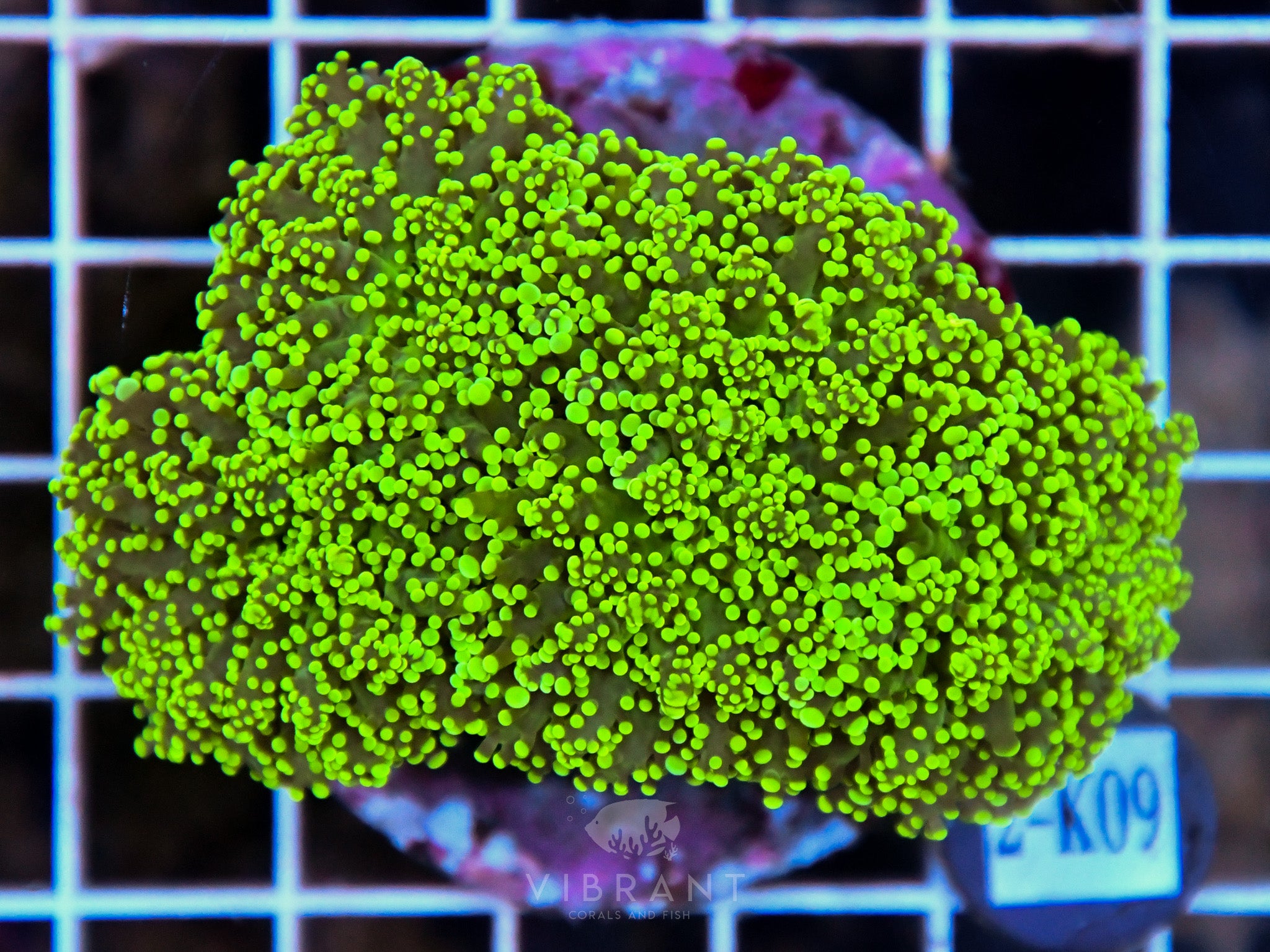 Yaeyamaensis Branching INDO